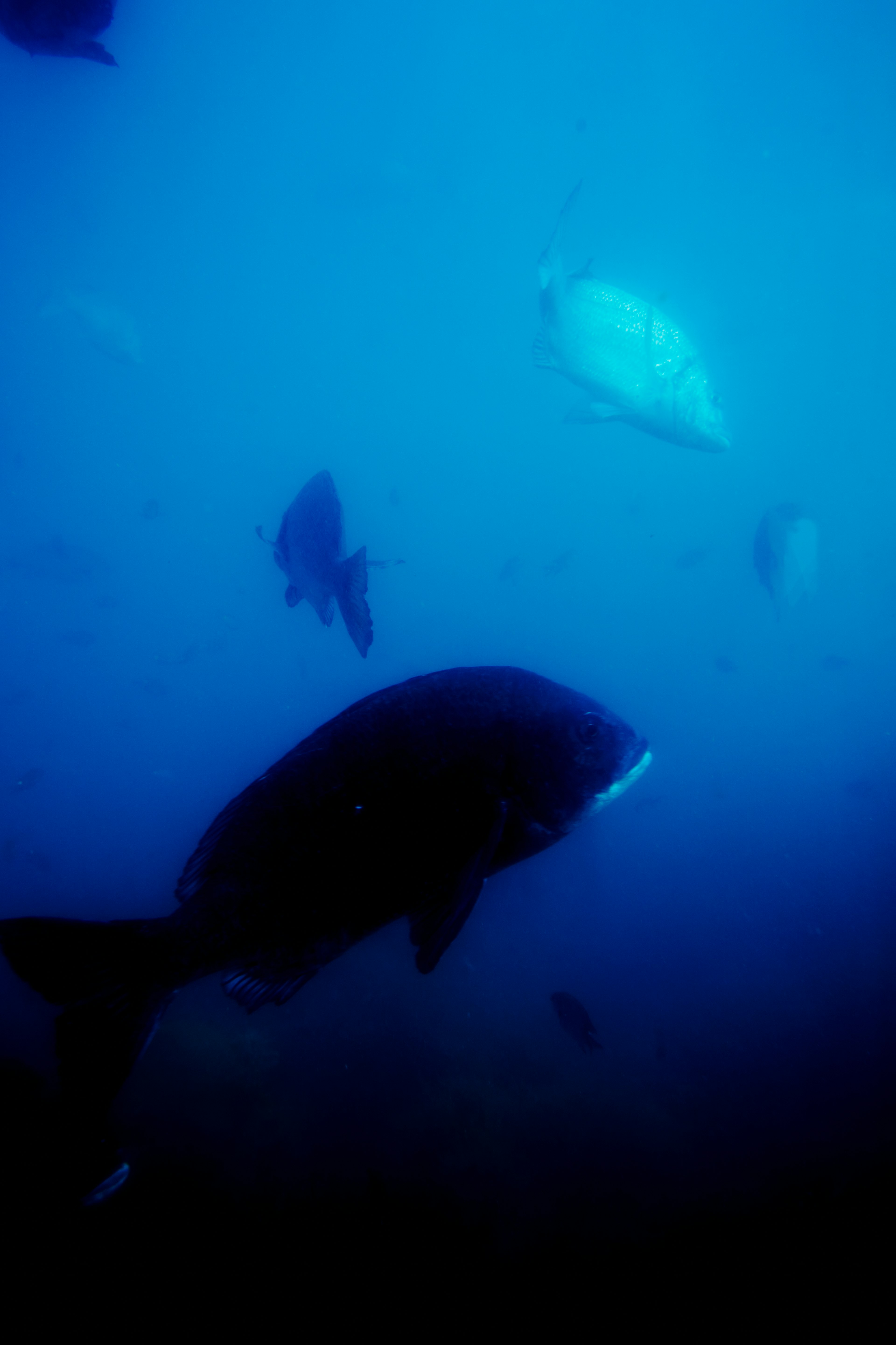 Scène sous-marine avec divers poissons nageant dans l'eau bleue