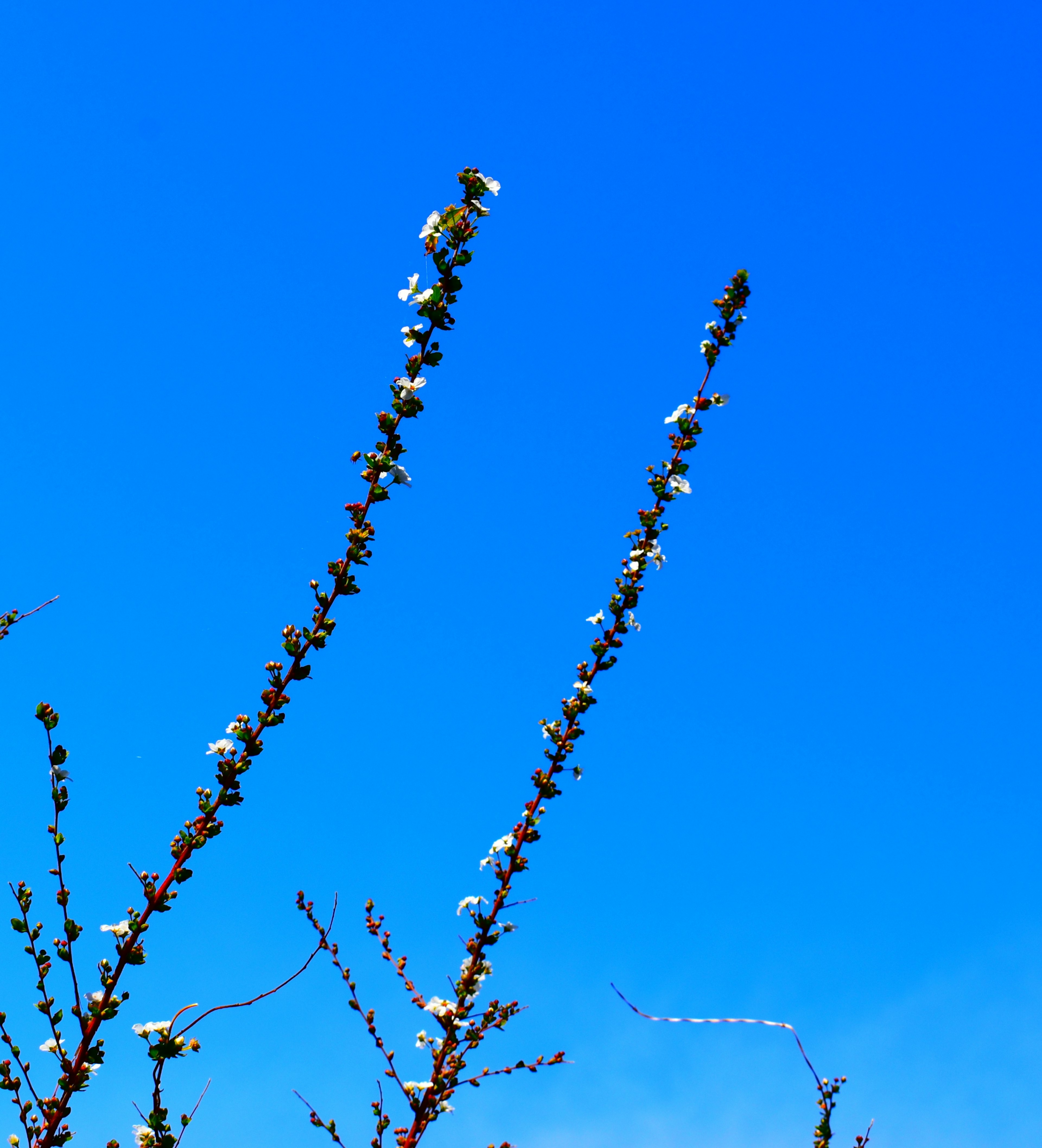 Branches resembling flowers against a blue sky