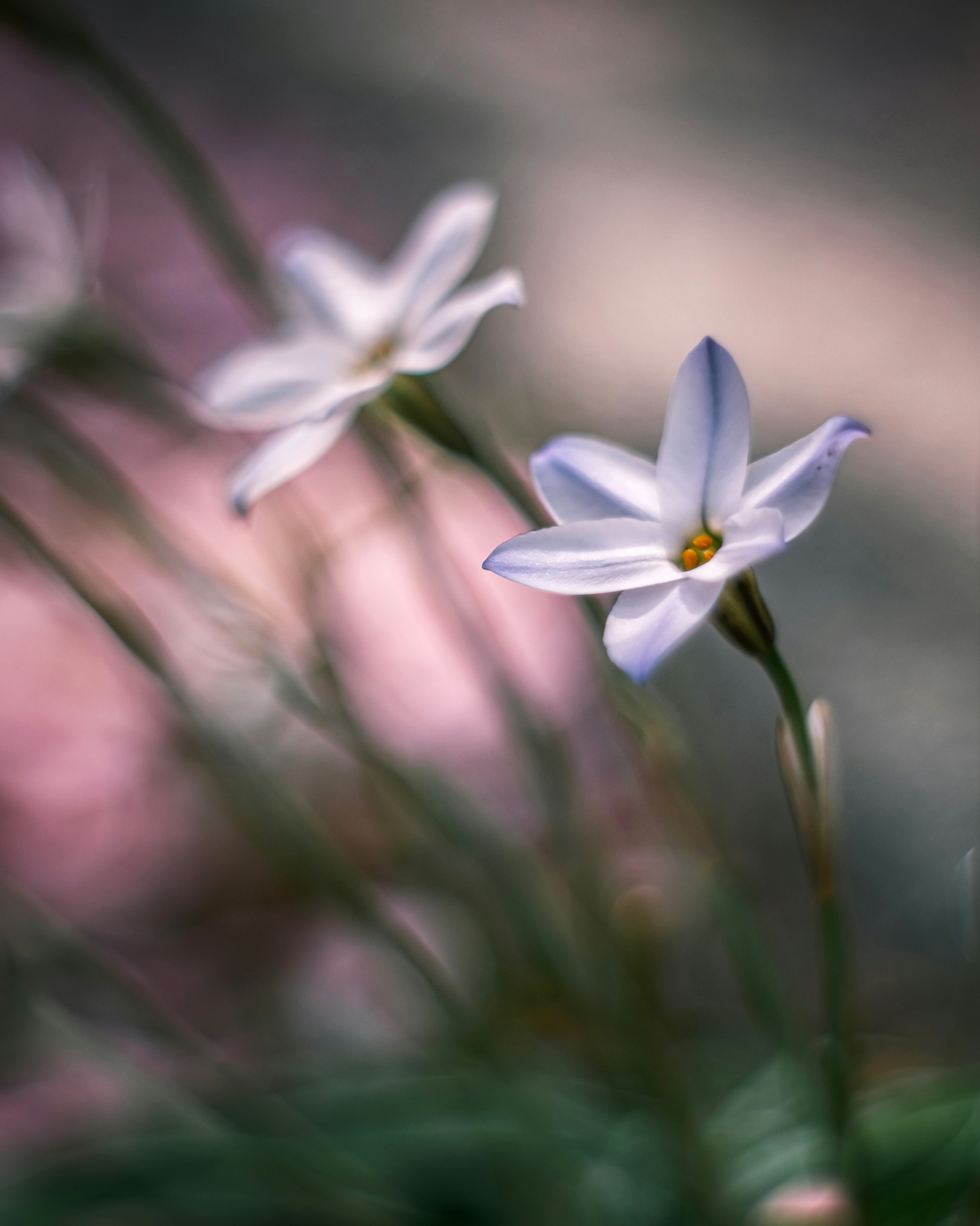 Fiori bianchi delicati con sfondo sfocato morbido