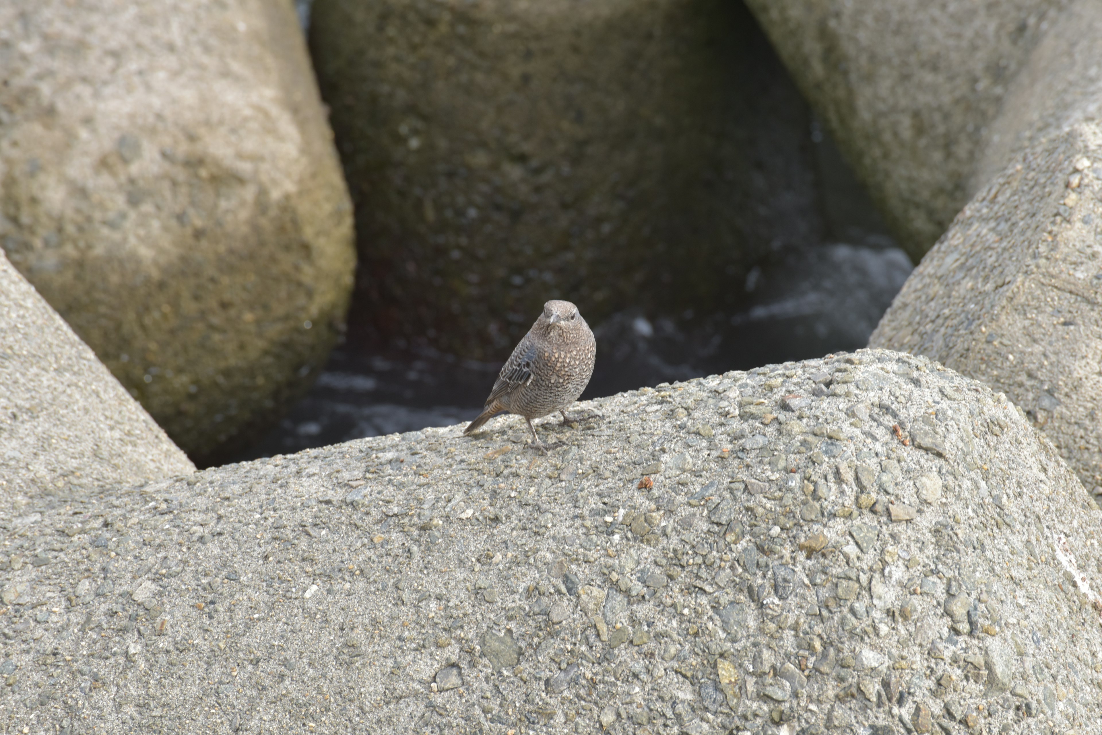 Ein kleiner Vogel steht auf einem Stein nahe dem Wasser