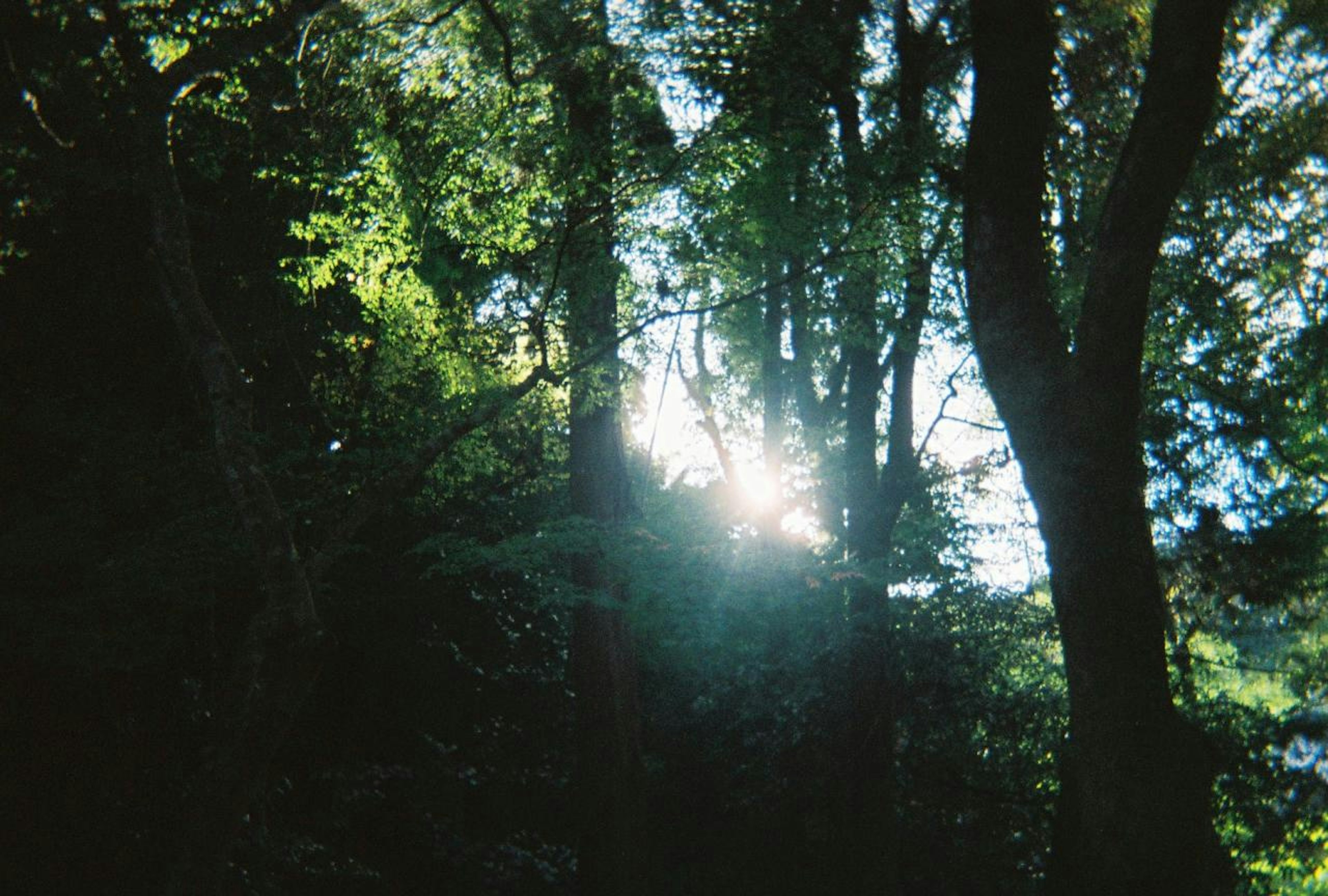 木々の間から差し込む光と緑の風景