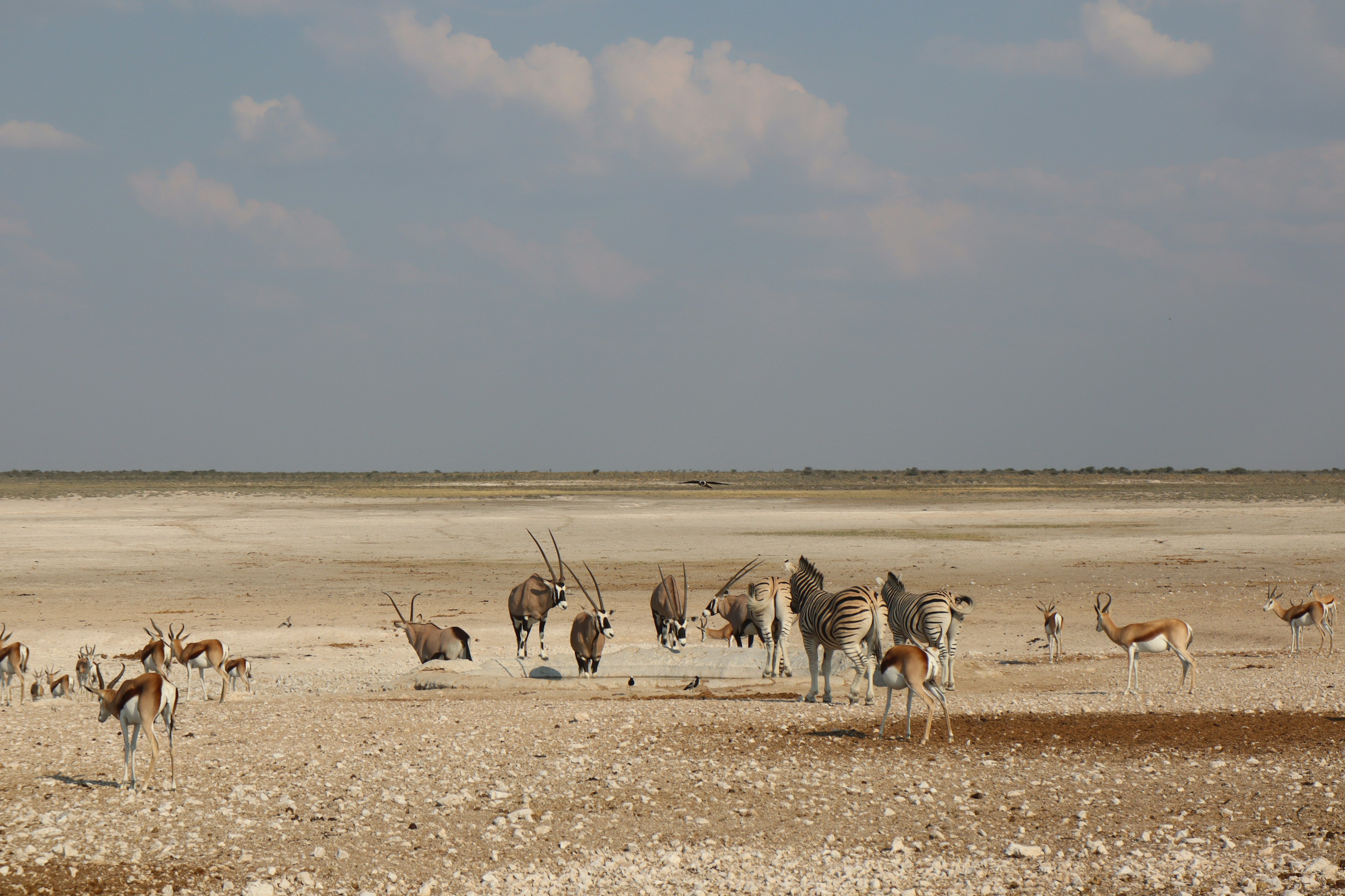 A herd of zebras and antelopes on dry land