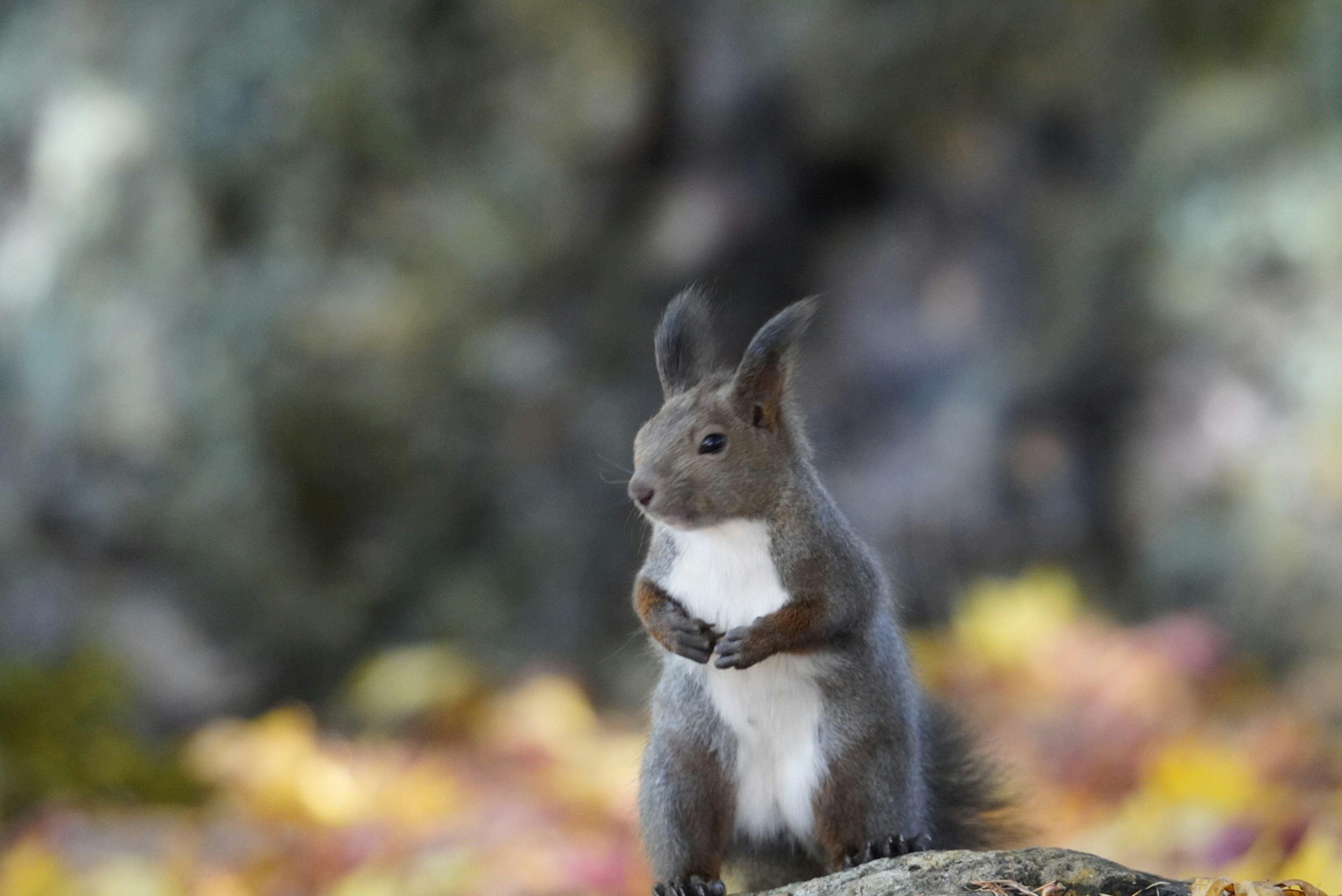 Écureuil gris debout avec des feuilles colorées en arrière-plan