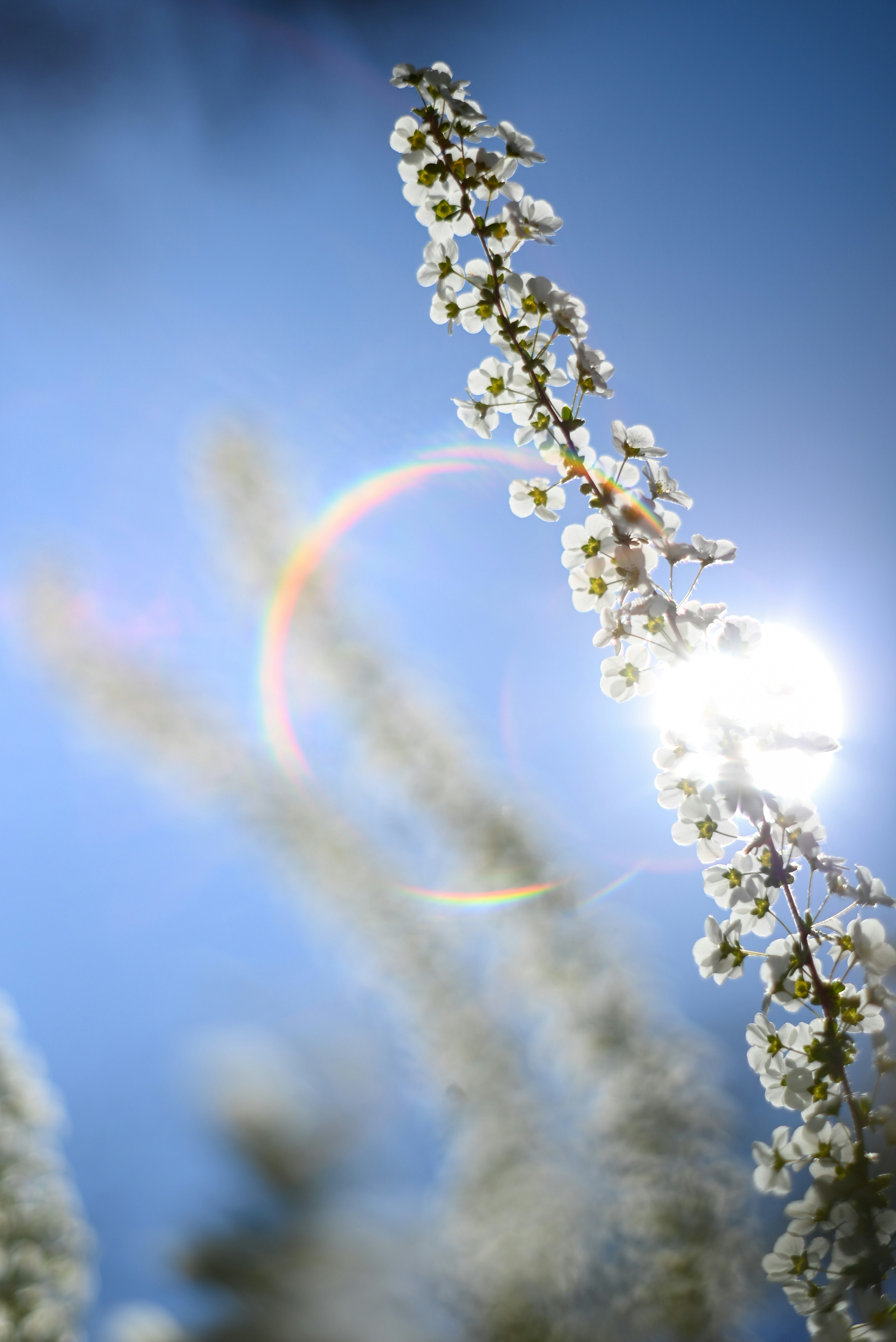 Imagen de flores blancas floreciendo bajo un cielo azul