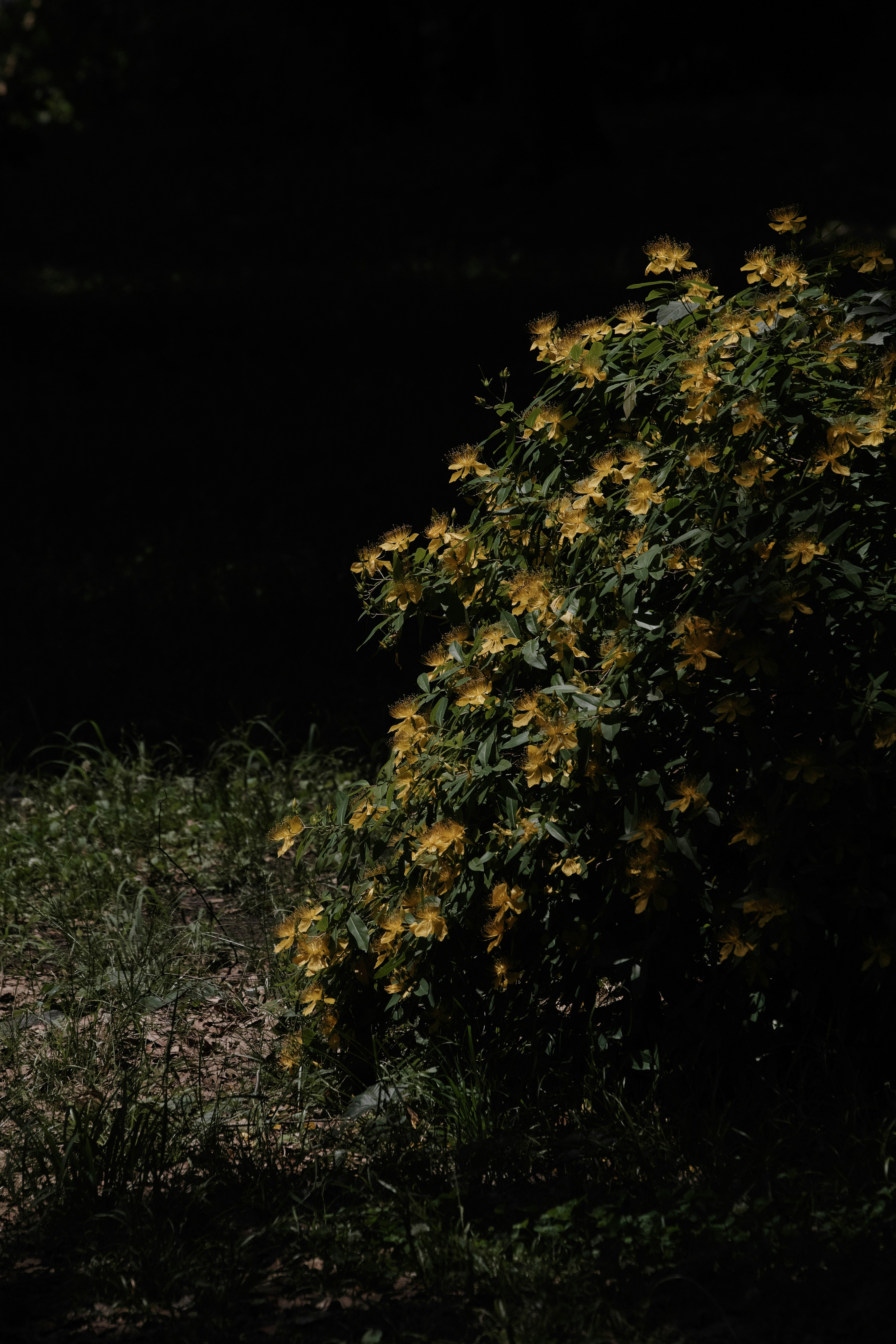 Ein Busch mit gelben Blumen vor einem dunklen Hintergrund