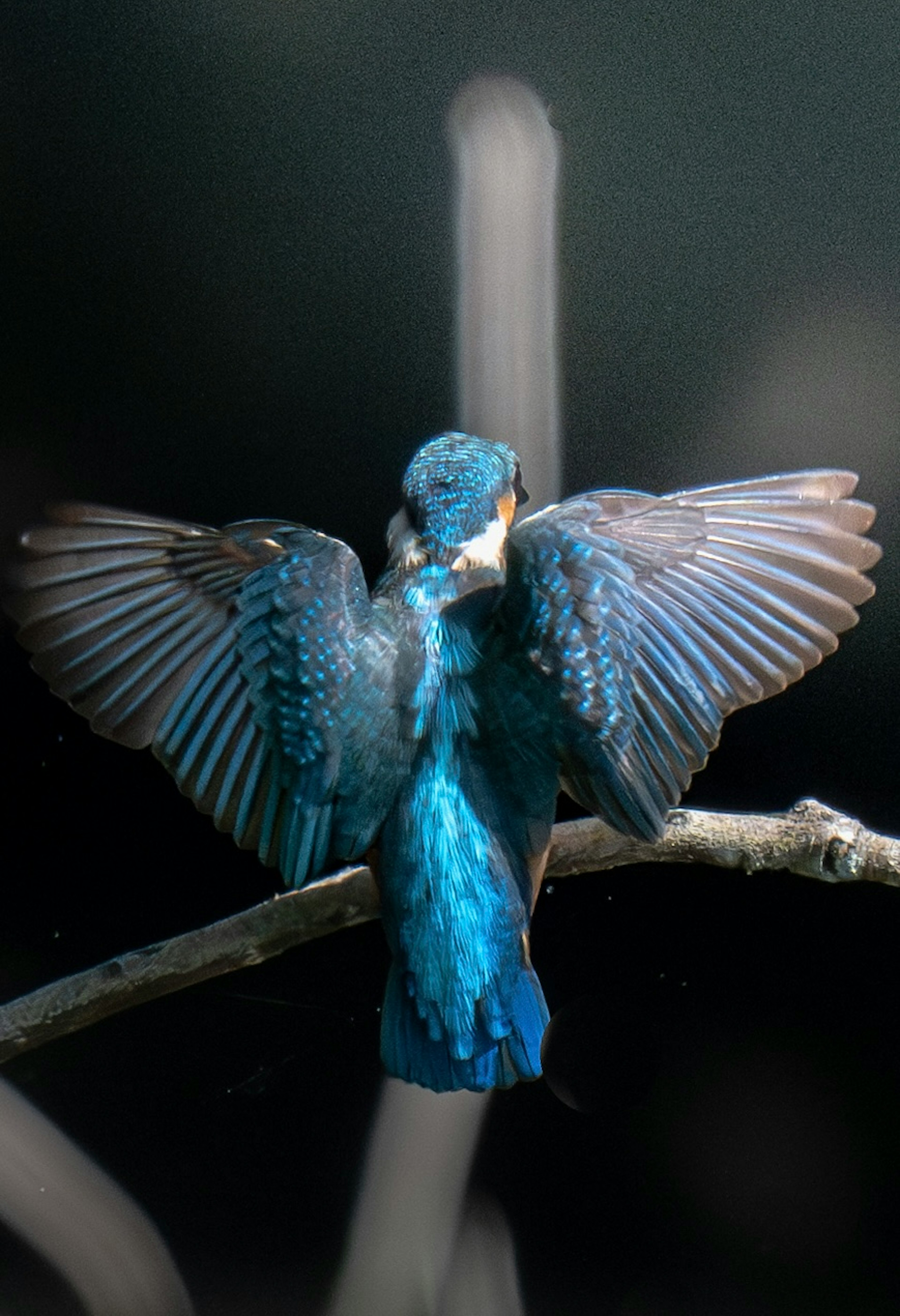 Un uccello con ali blu appollaiato su un ramo