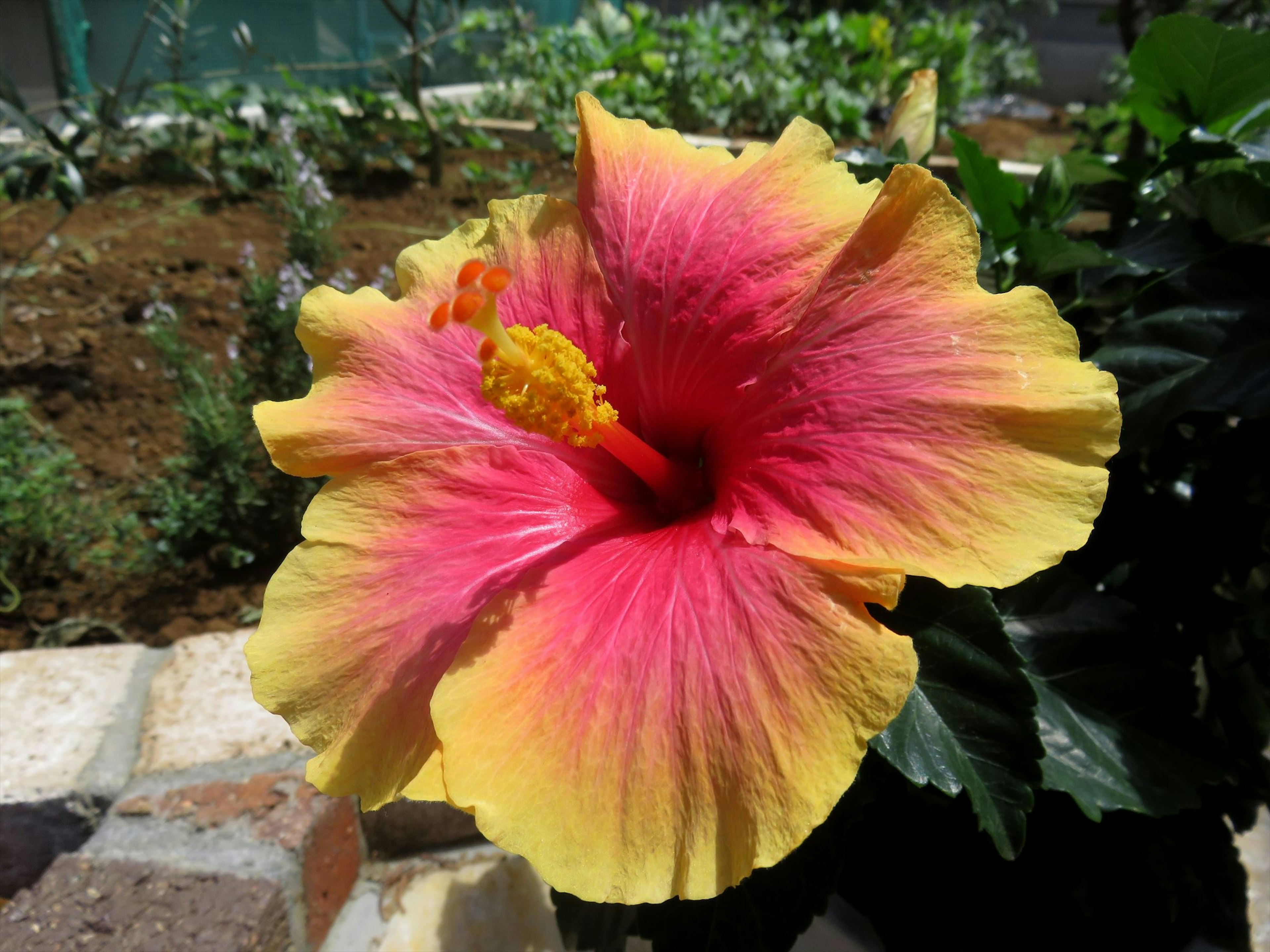 Vibrant pink and yellow hibiscus flower in bloom