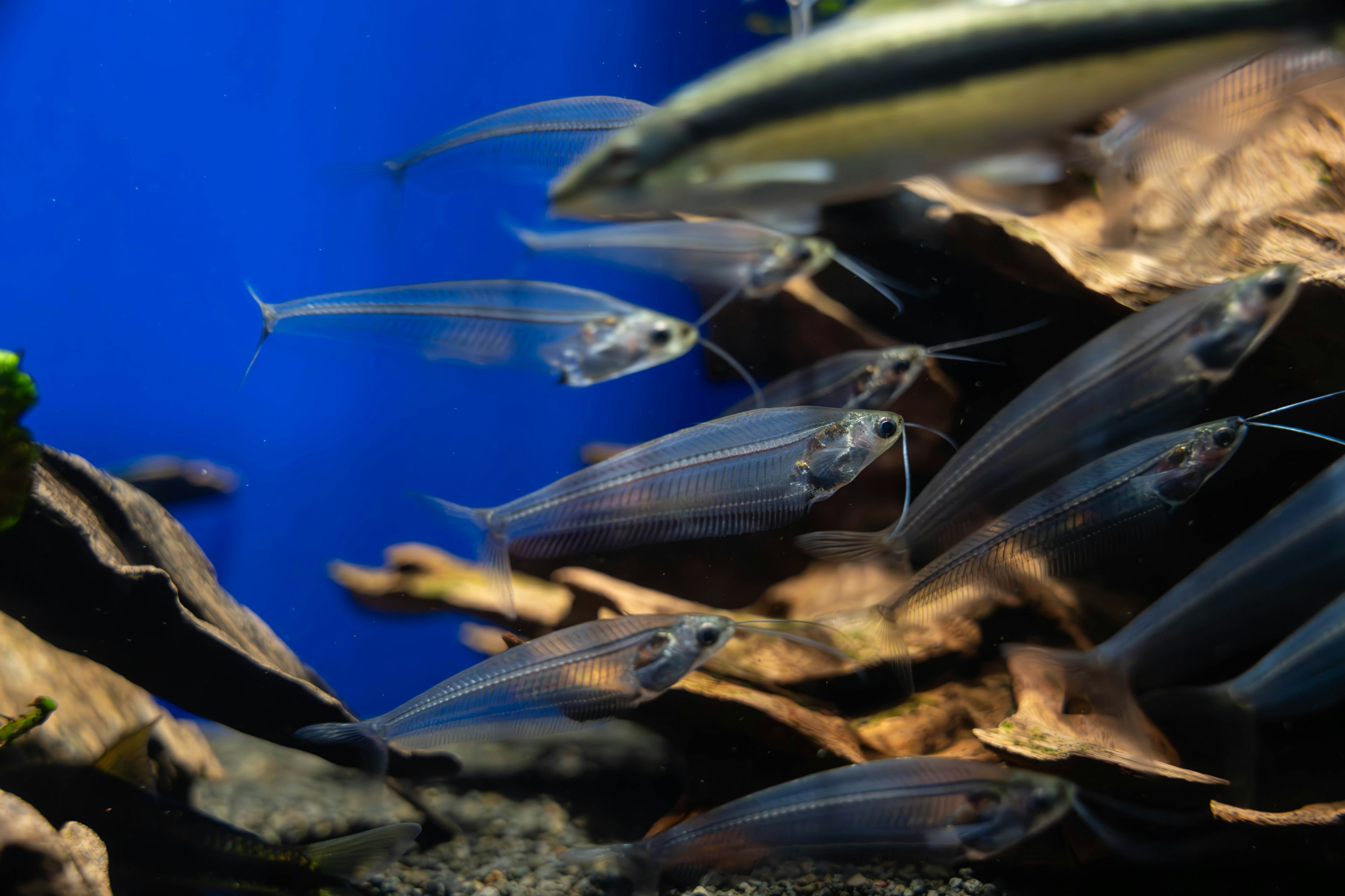 Pesci trasparenti che nuotano in un acquario blu con materiali naturali