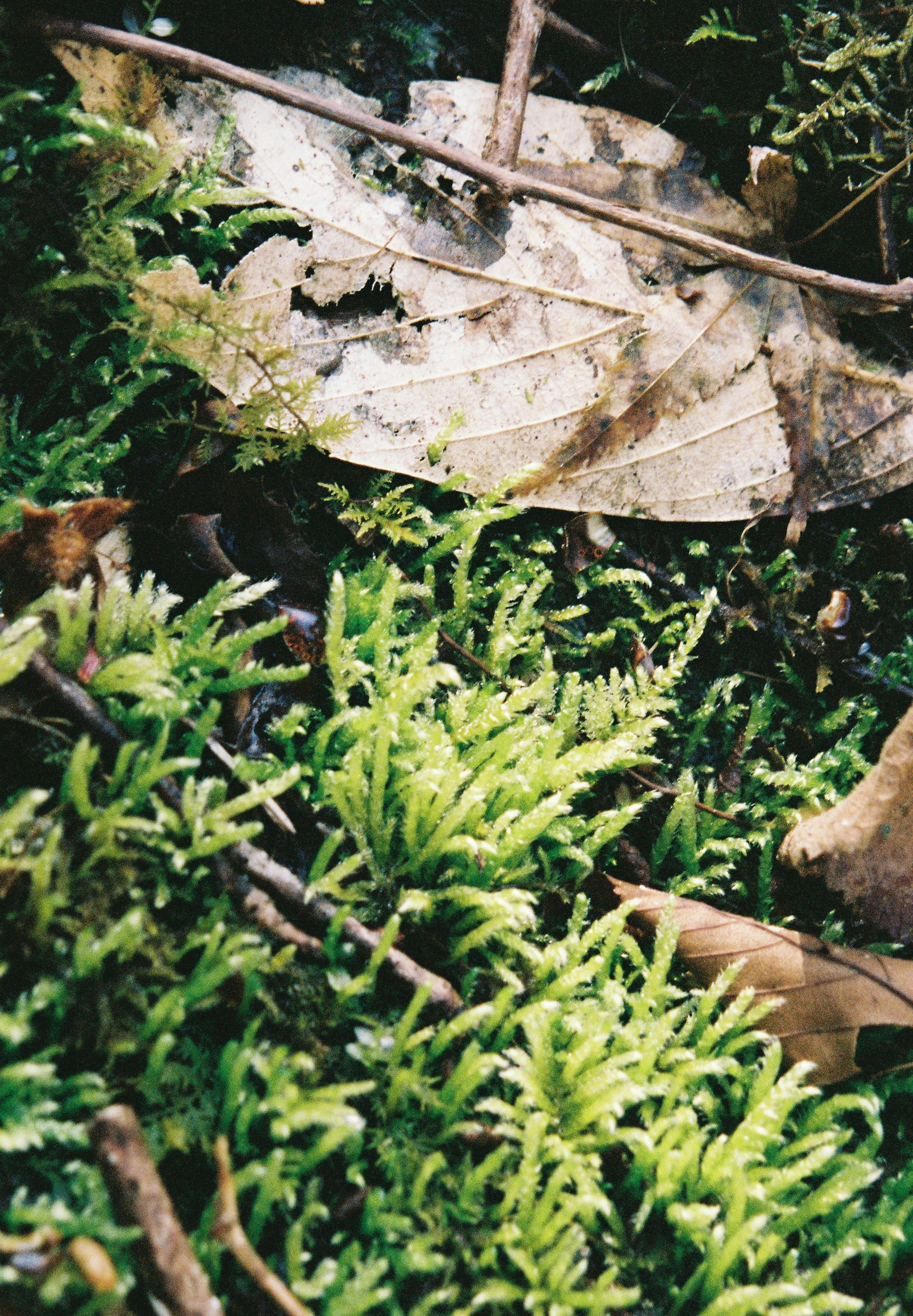 Green moss and dry leaves in a natural setting