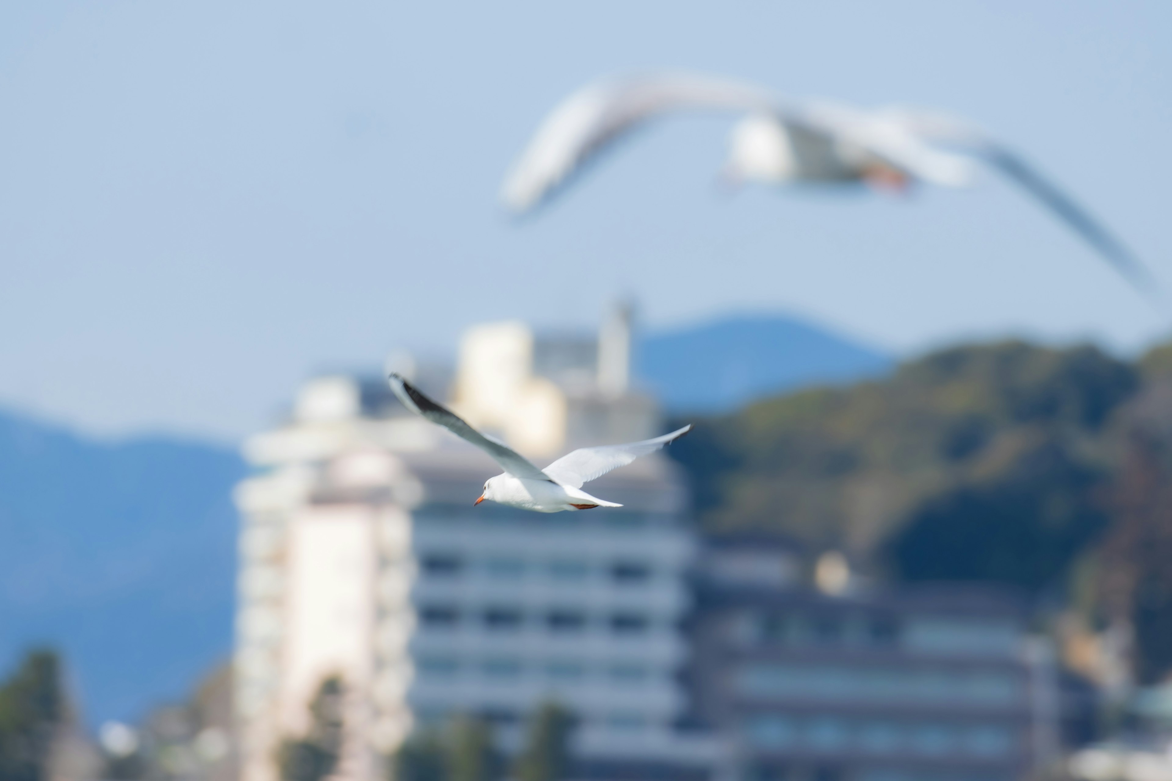 Un pájaro blanco volando cerca de la costa con edificios al fondo