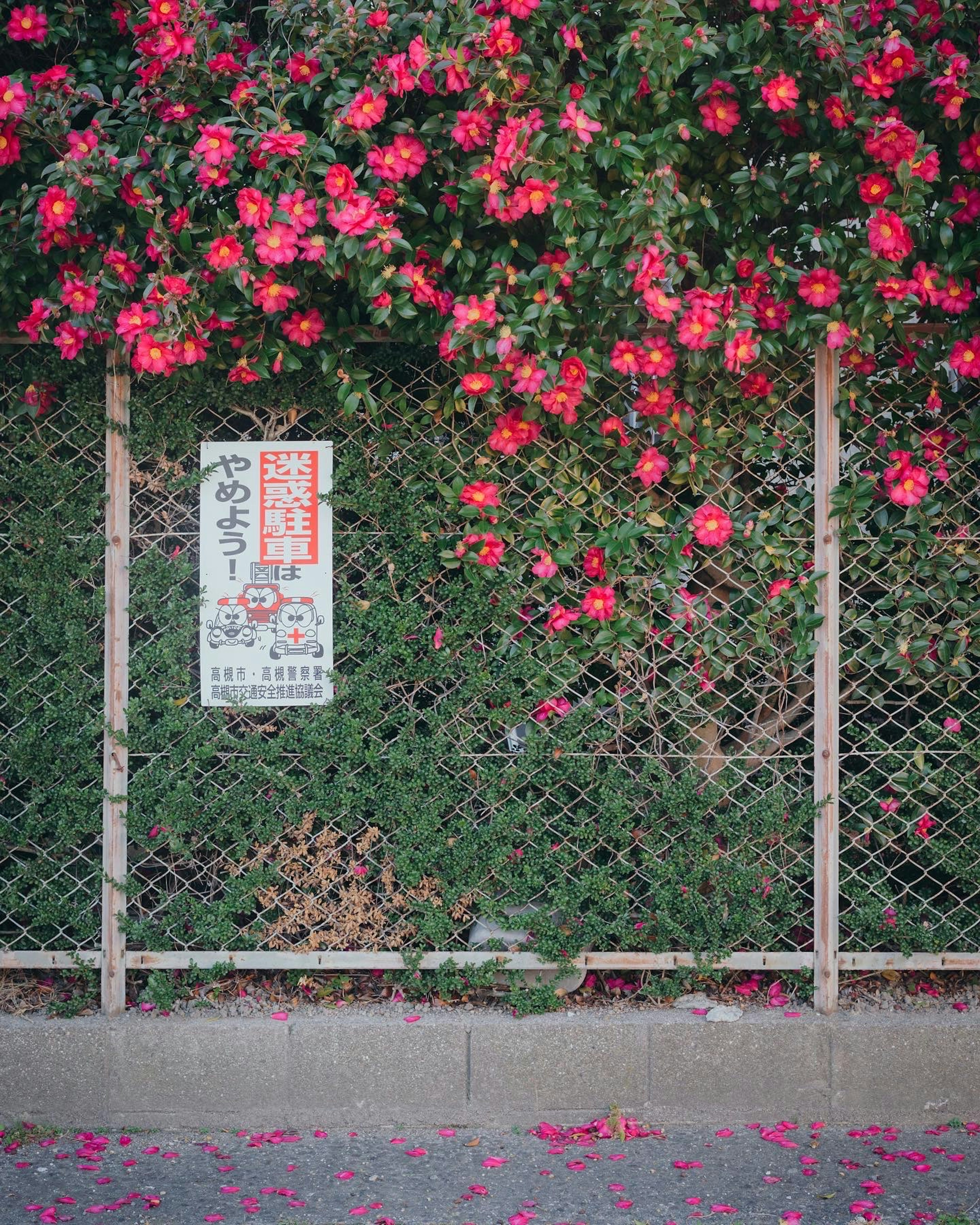 Ein Zaun geschmückt mit lebhaften roten Blumen und verstreuten Blütenblättern darunter