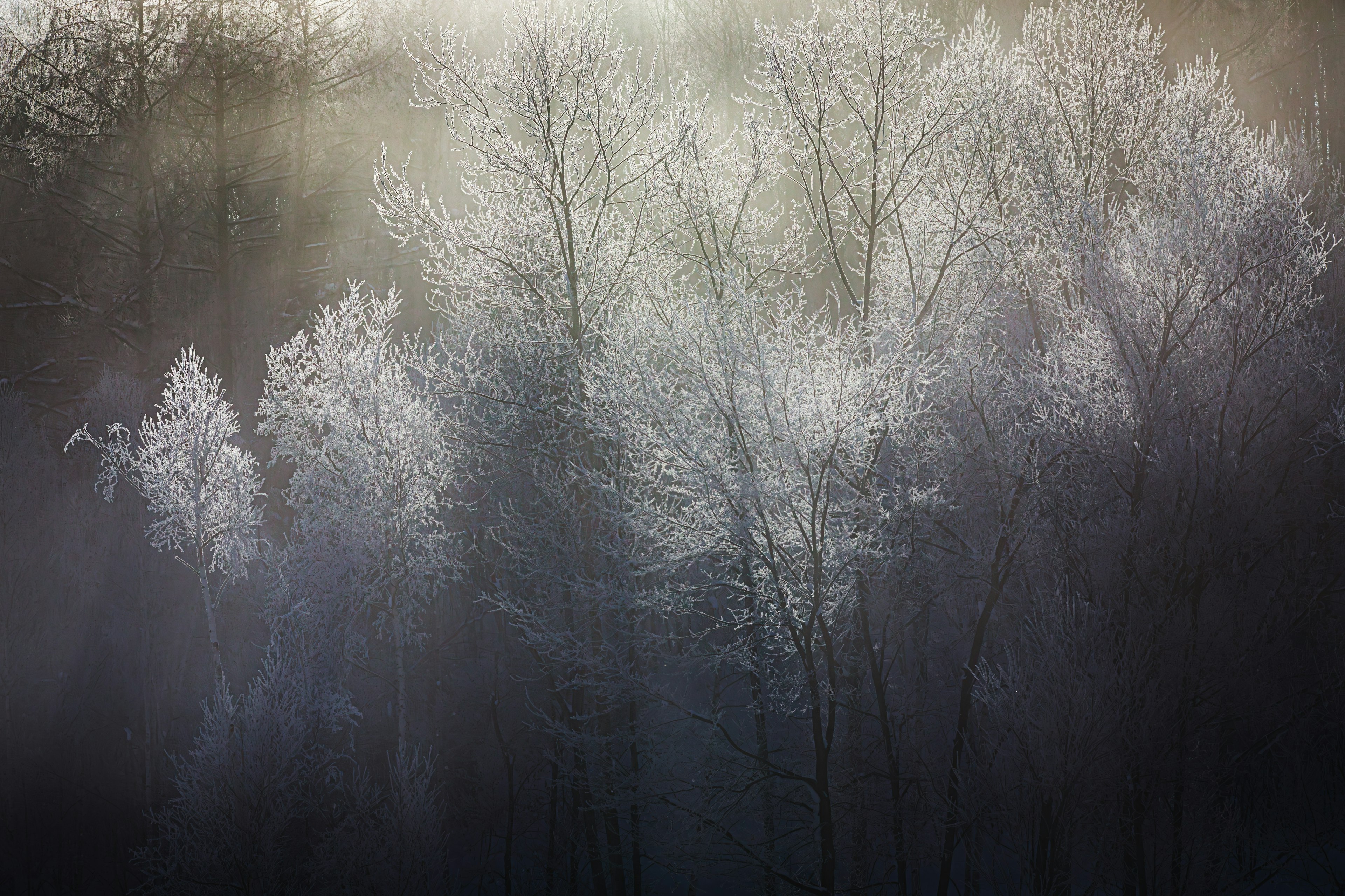 Frost-covered trees illuminated in misty atmosphere