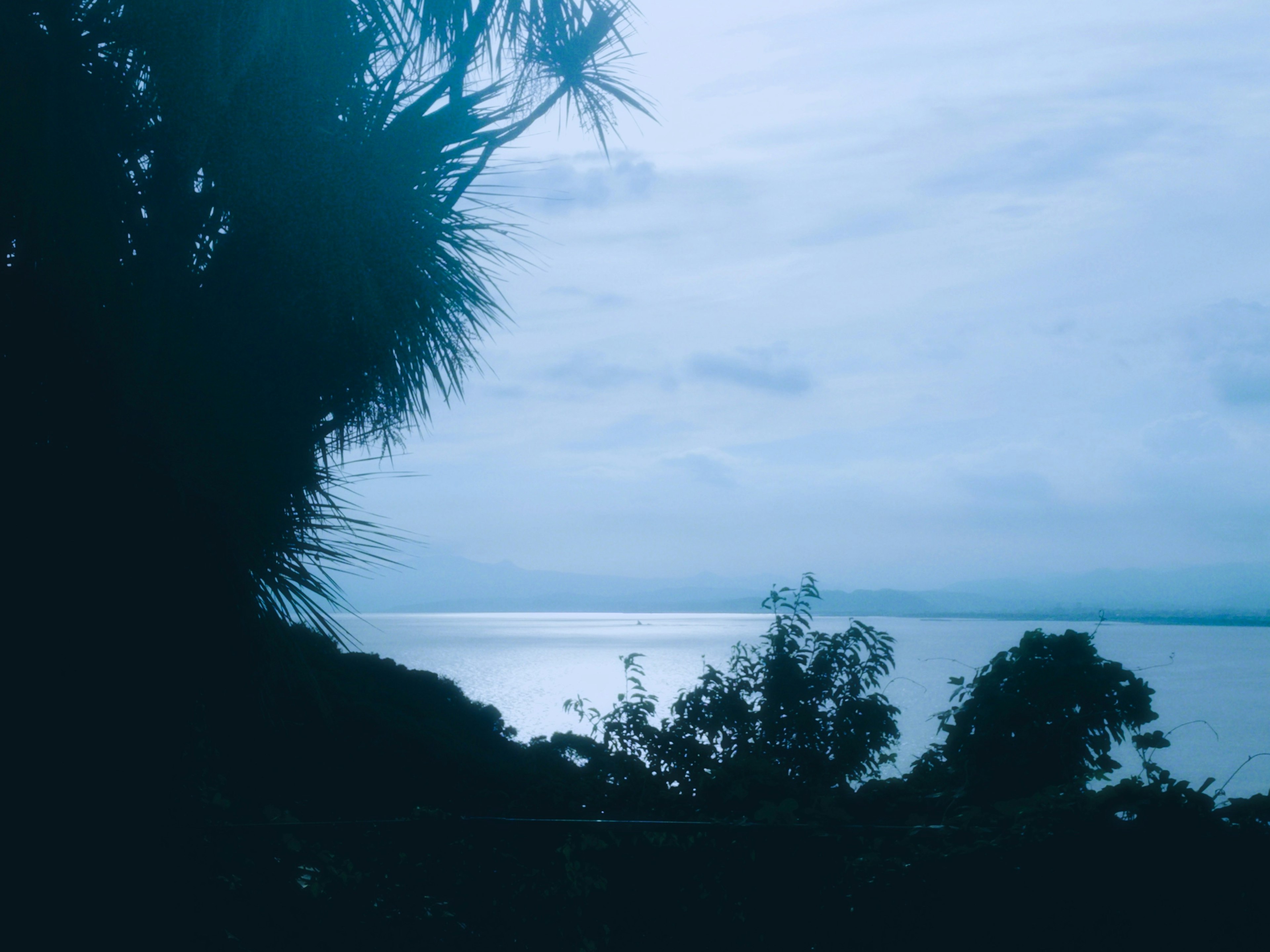 藍色海洋和雲的風景，前景有植物