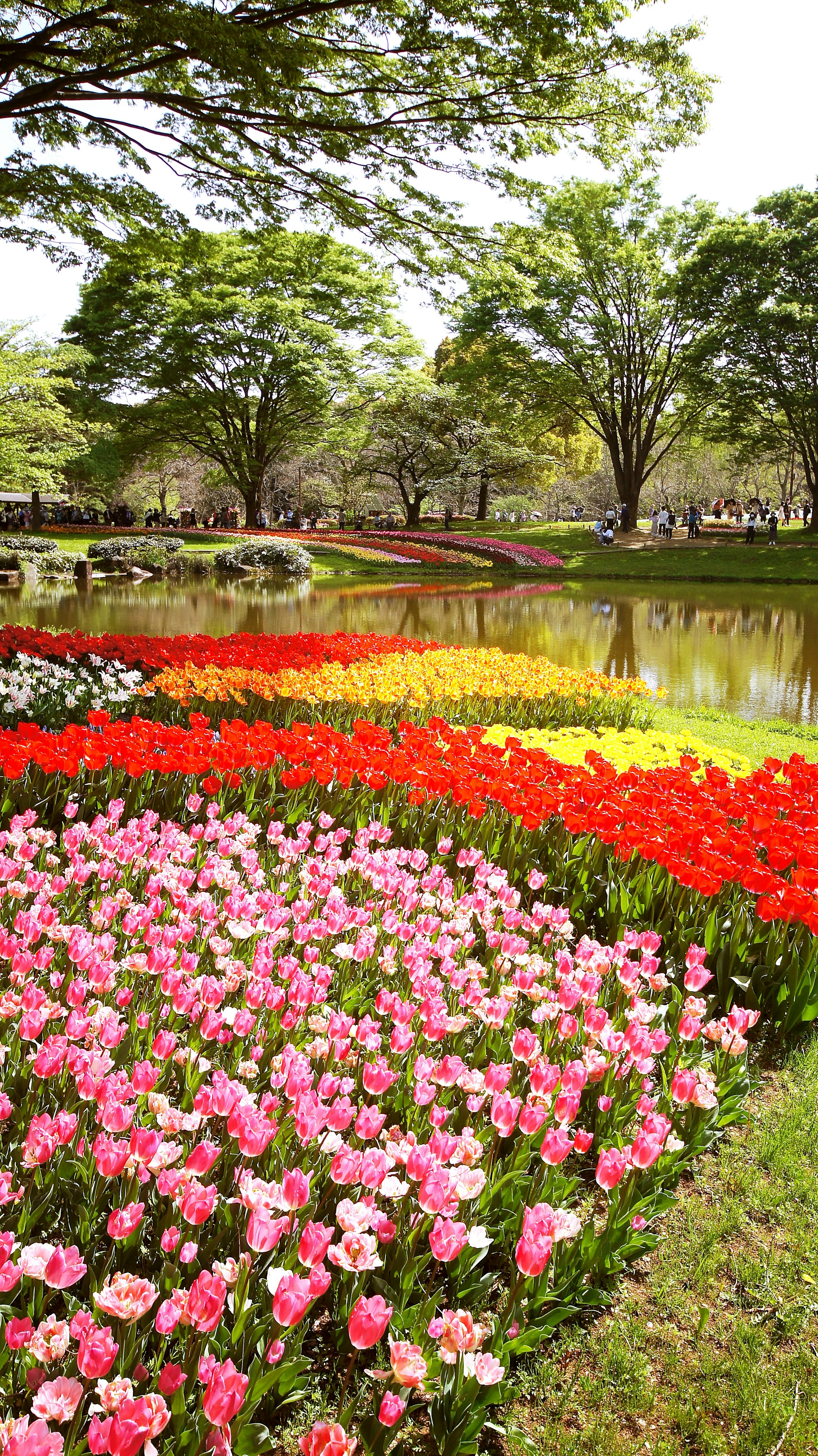 Una bella scena del parco con tulipani colorati in fiore