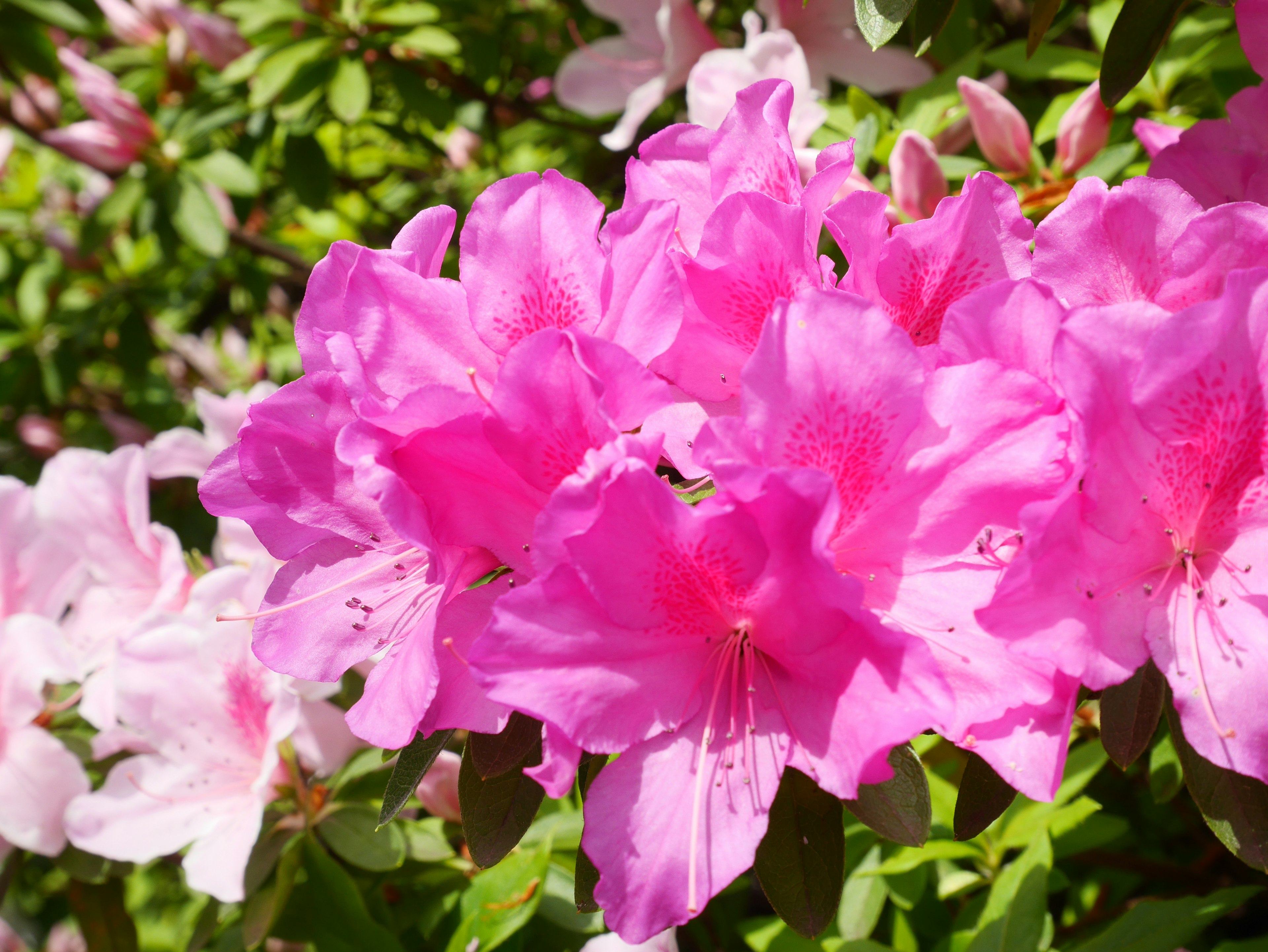 Vibrant pink azalea flowers in full bloom