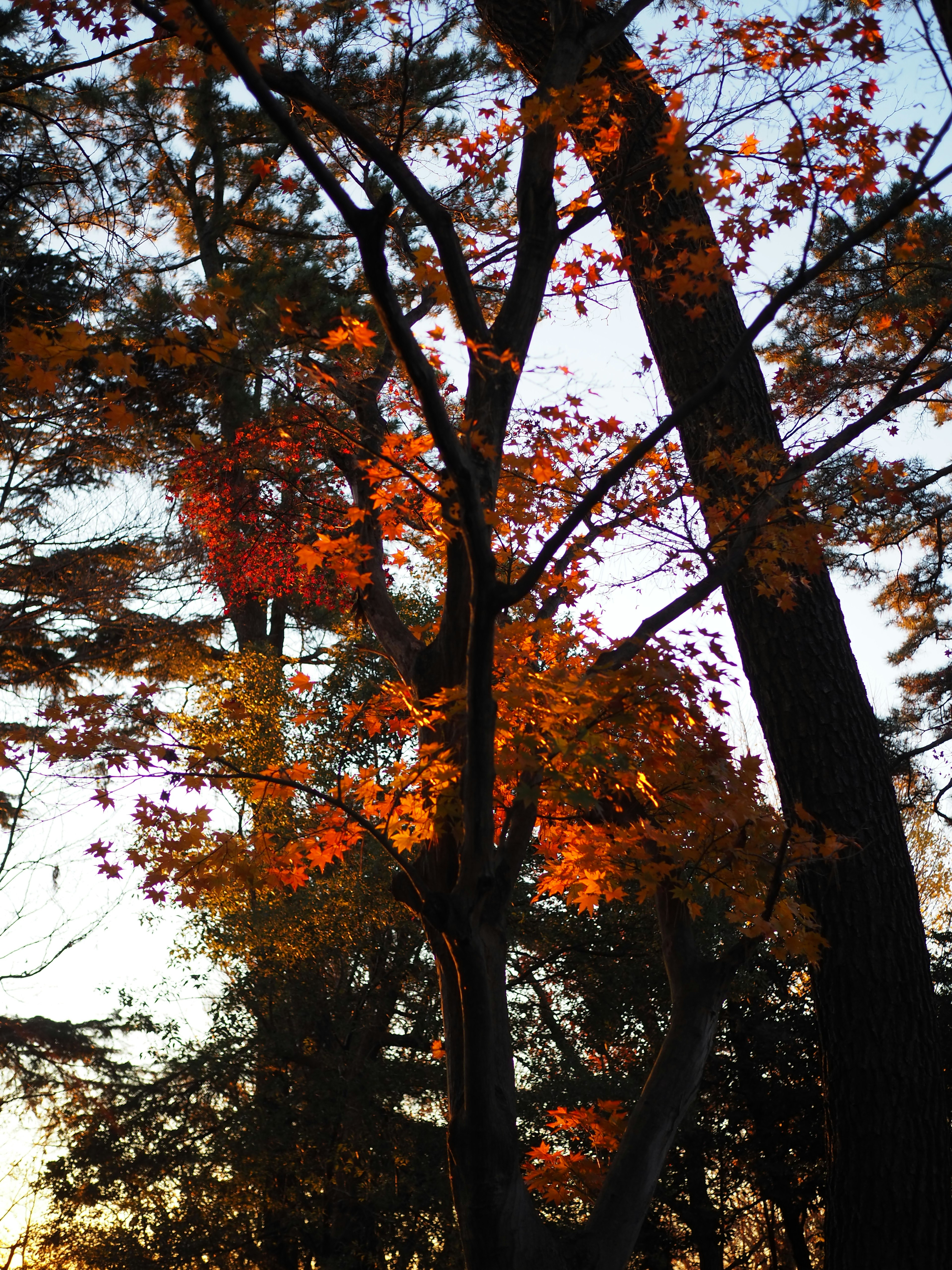 Silhouette di alberi con belle foglie autunnali