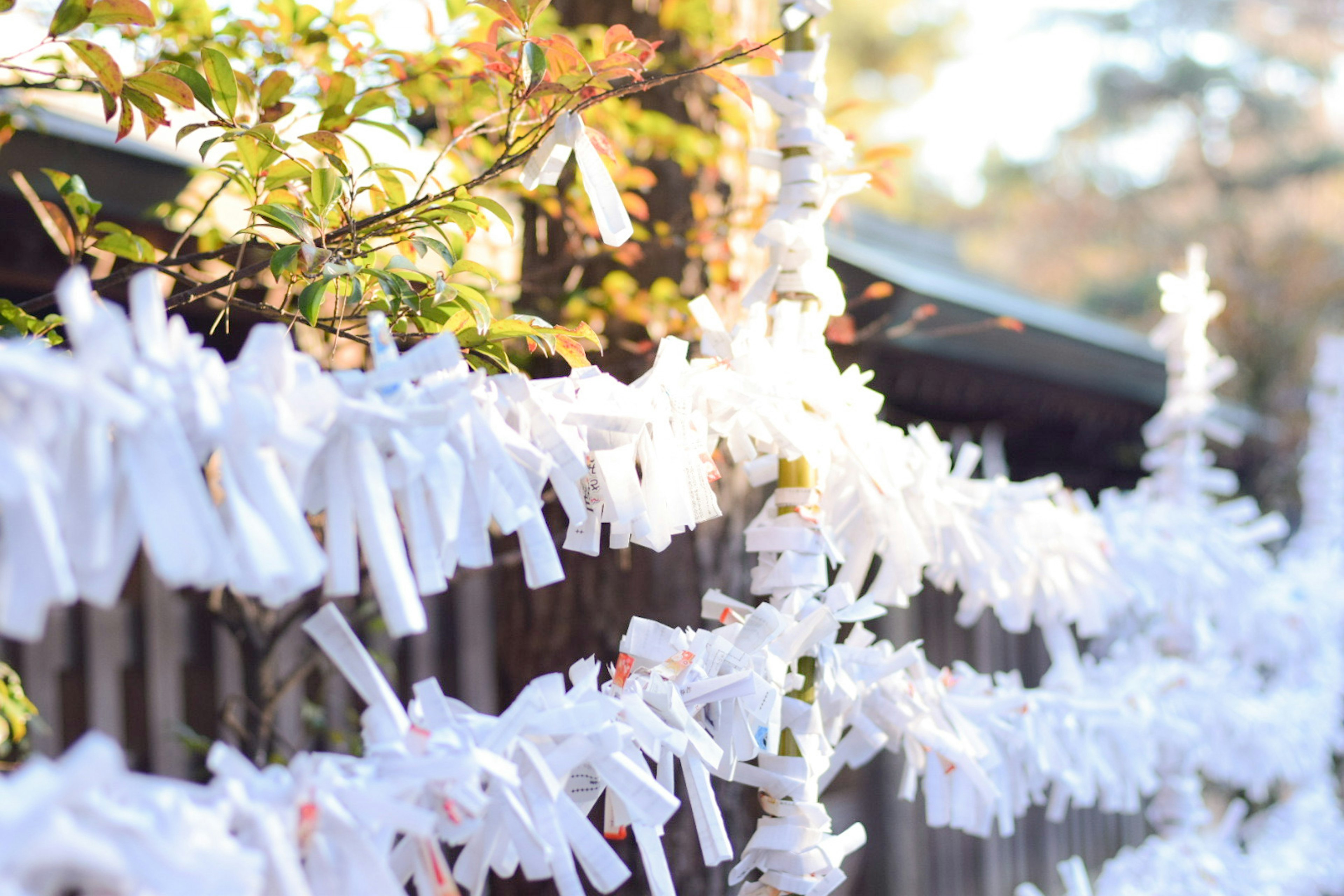 A scene featuring white omikuji tied to a fence with natural light