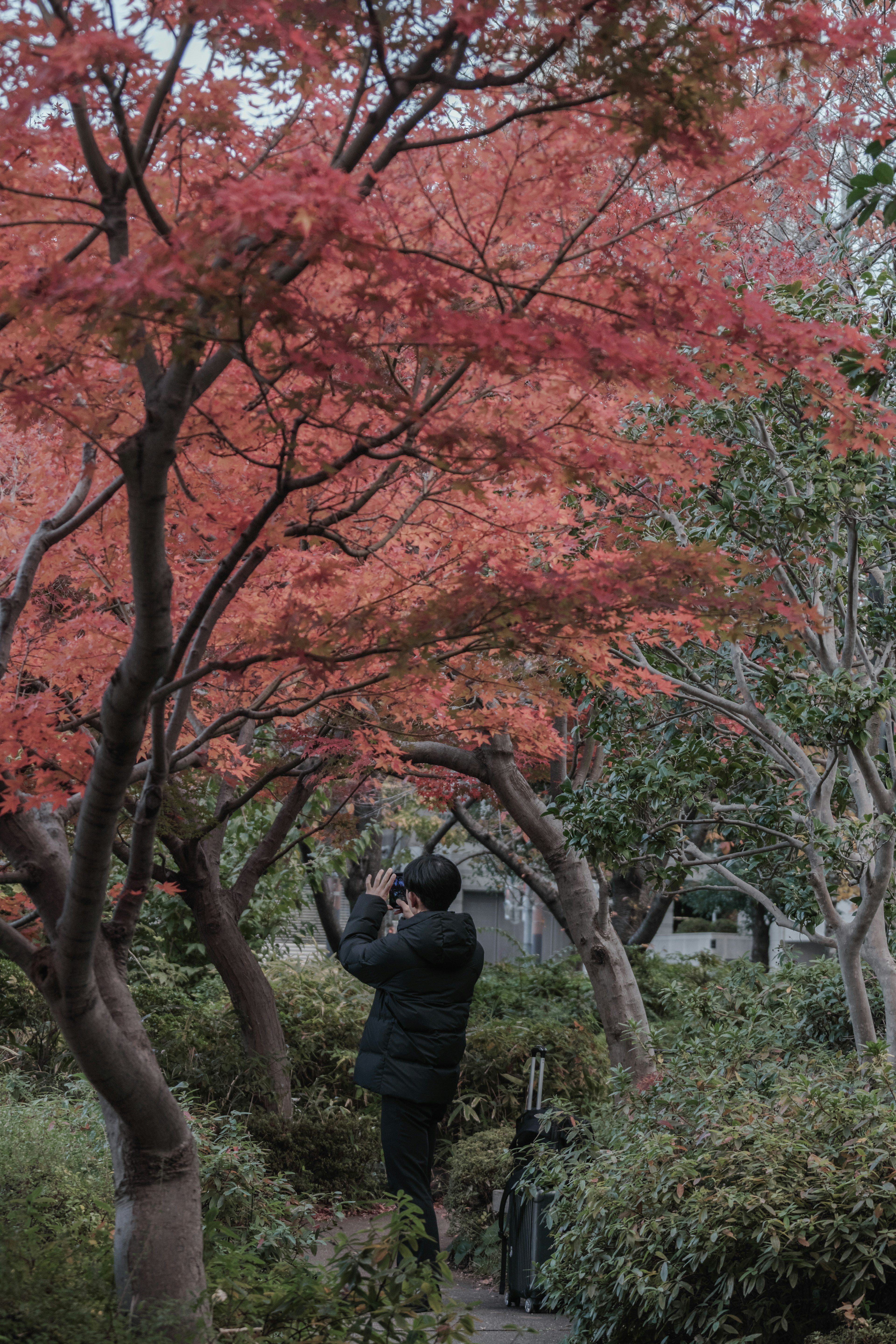 Persona tomando una foto bajo árboles de hojas rojas