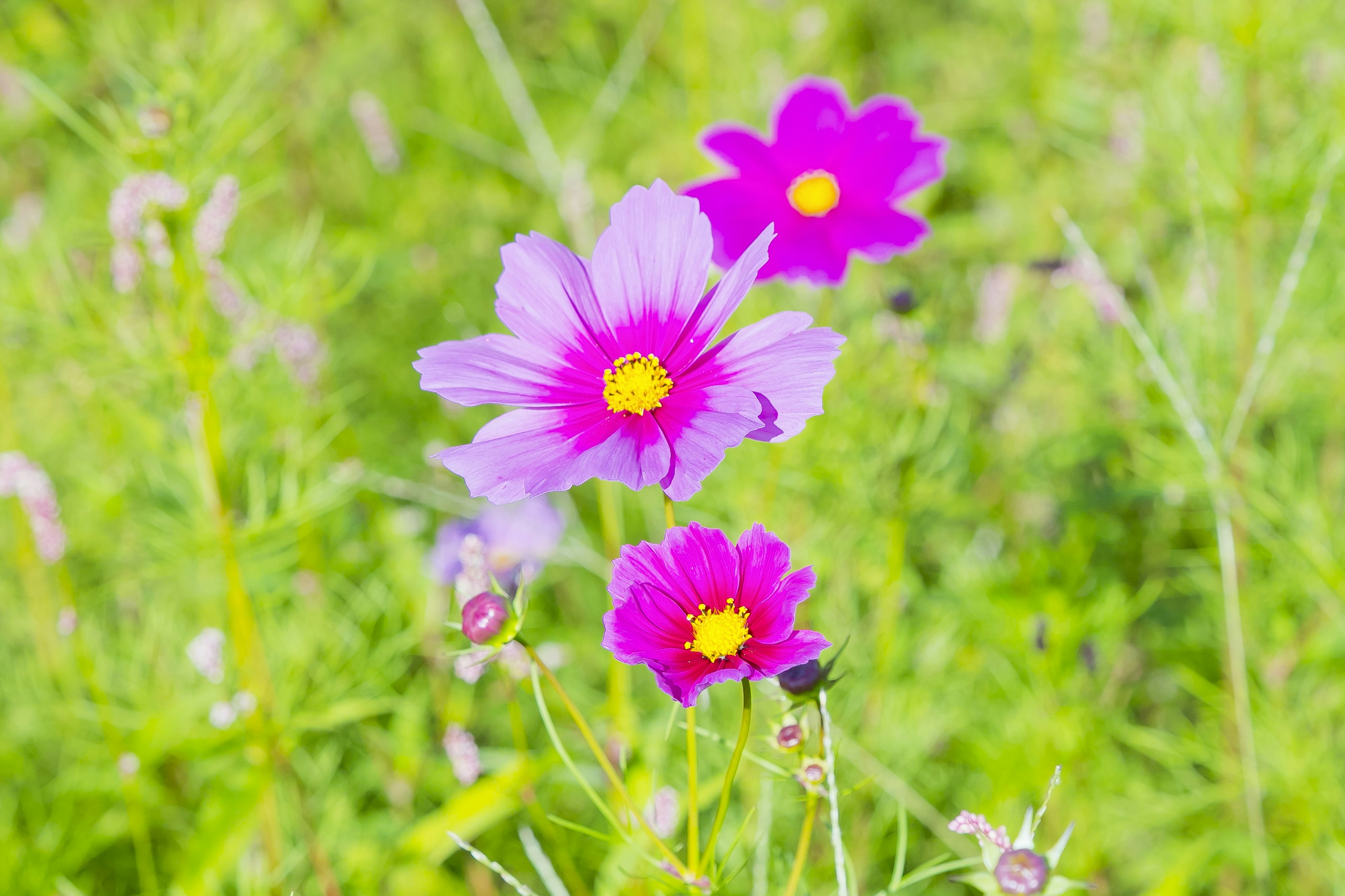 Fleurs de cosmos violettes vibrantes fleurissant sur un fond vert