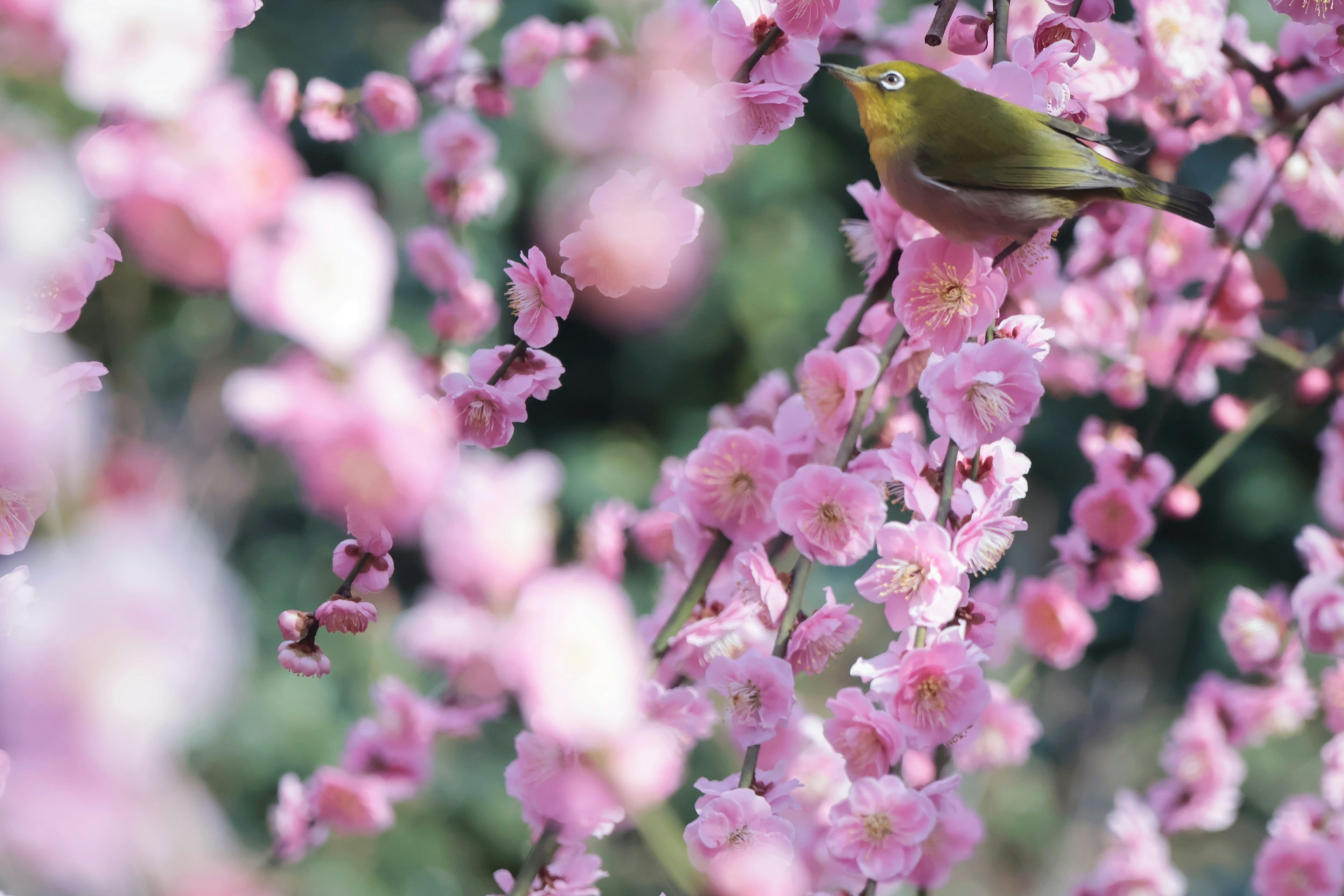 Ein kleiner Vogel, der auf lebhaften Kirschblüten sitzt