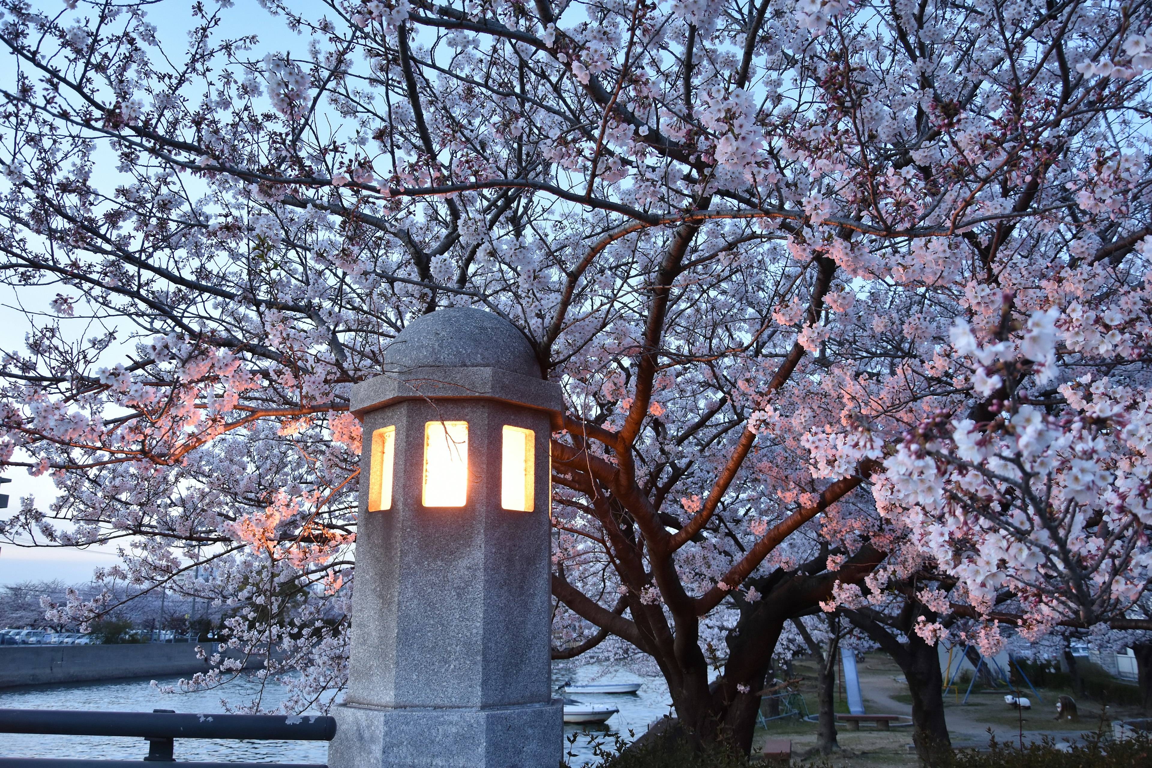 A landscape featuring a cherry blossom tree and a lantern with a blue dawn sky