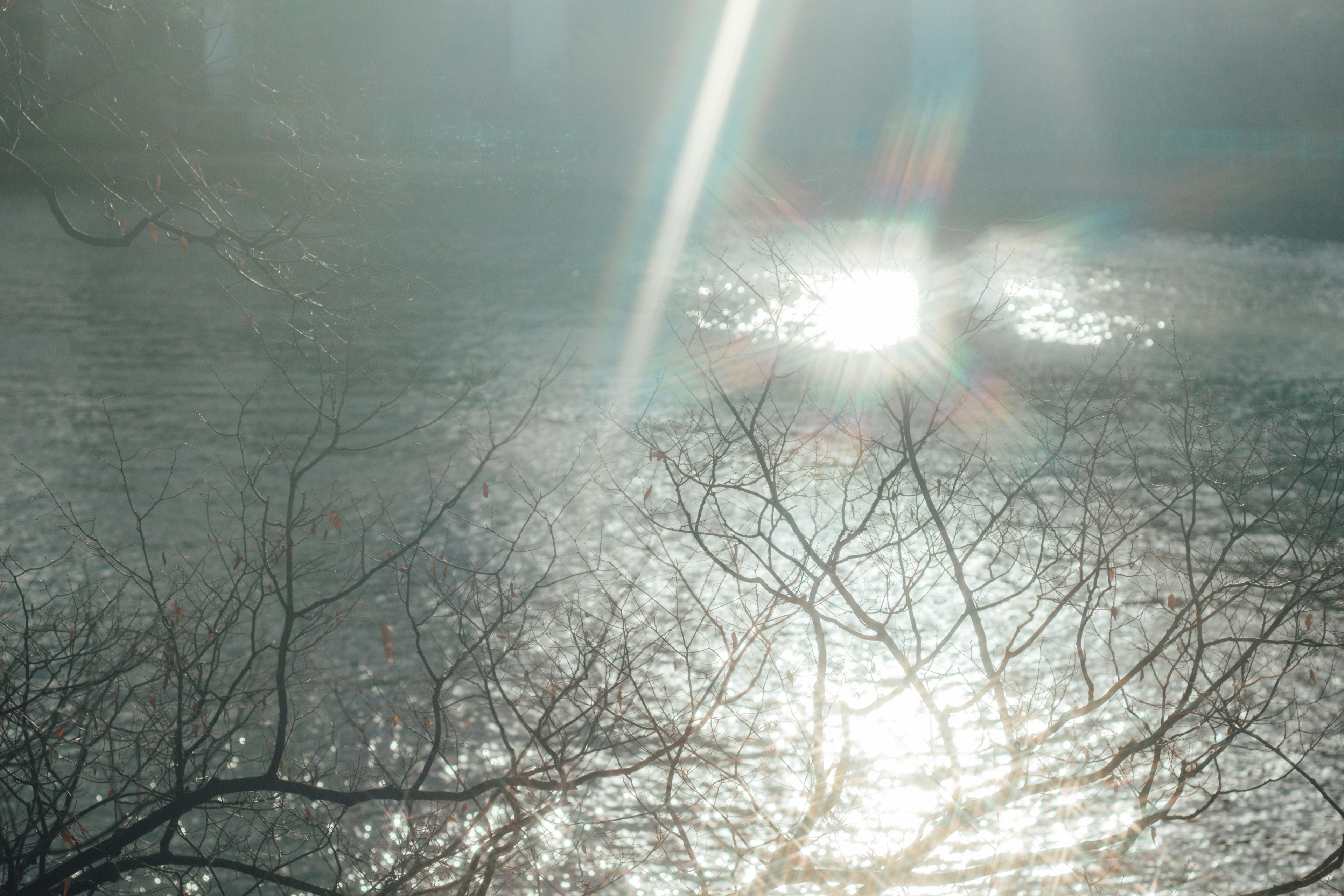 Scena calma con luce solare che si riflette sull'acqua e rami di alberi