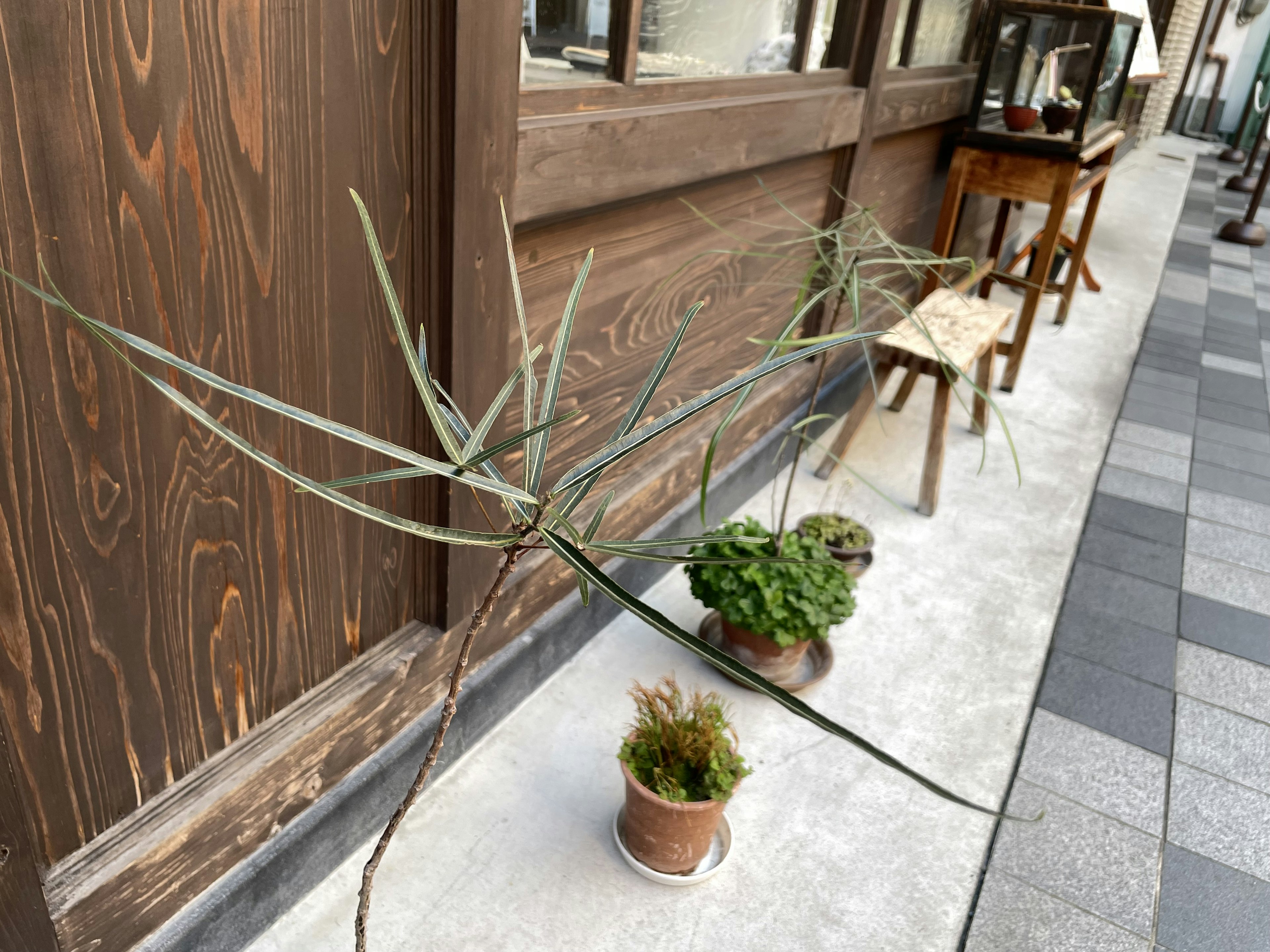 Street view featuring potted plants and wooden furniture against a wooden wall