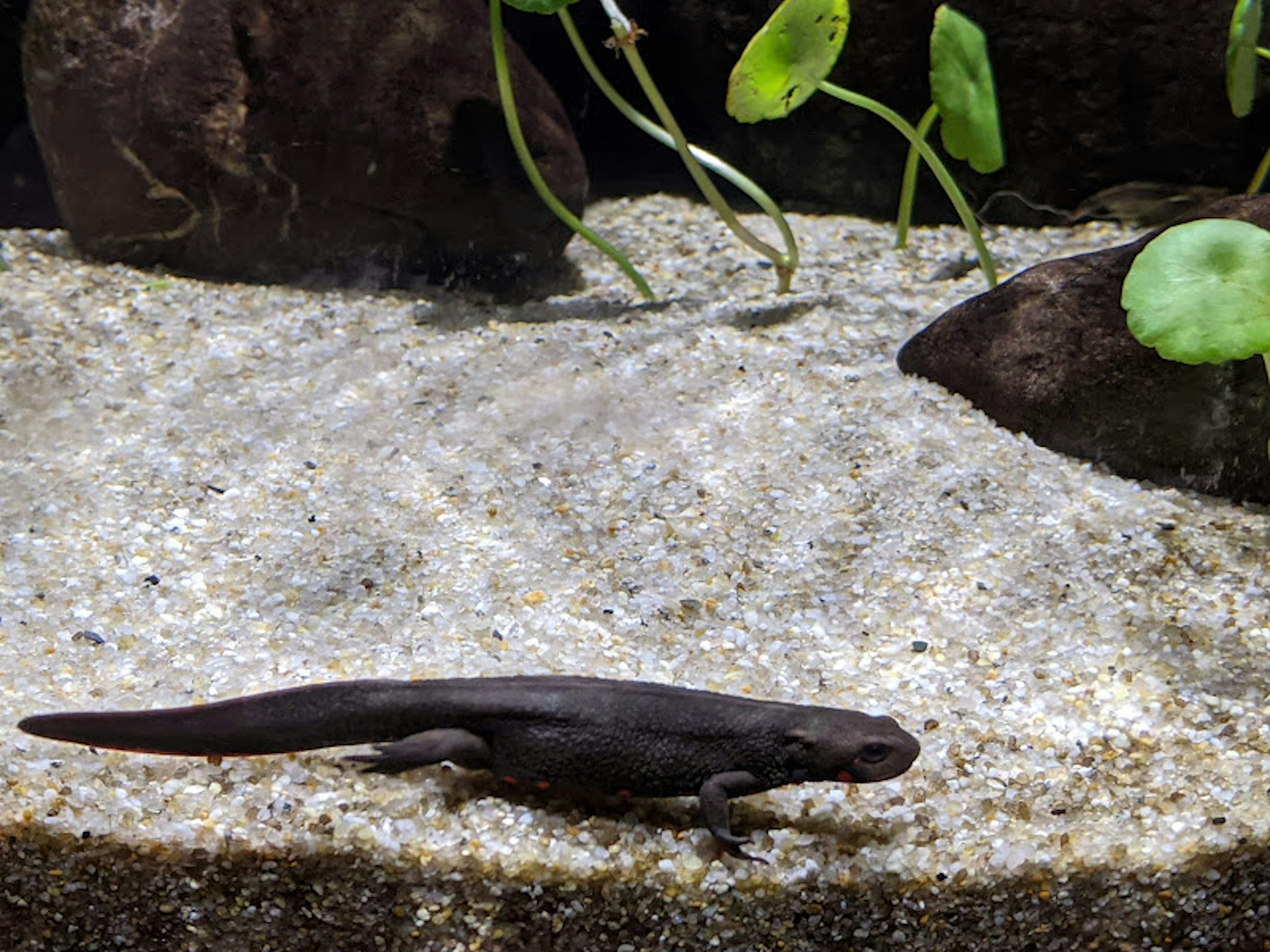 Seitenansicht eines schwarzen Salamanders, der in einem Aquarium schwimmt