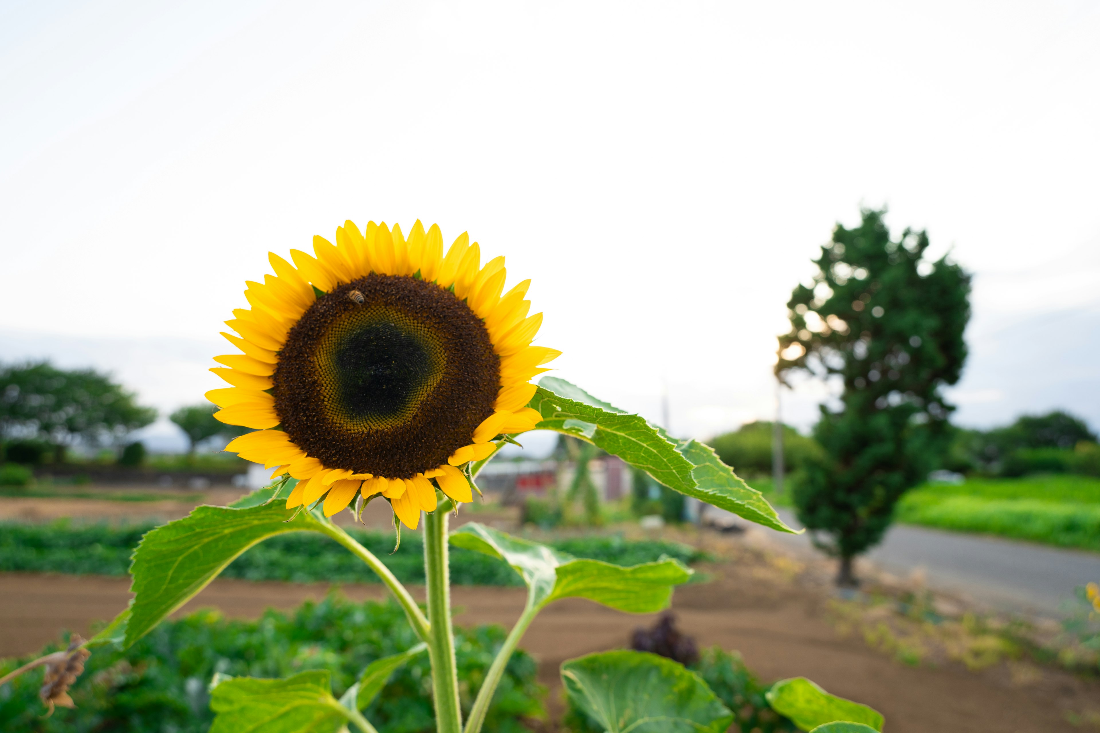 Un girasol brillante con hojas verdes frente a un paisaje rural y una carretera