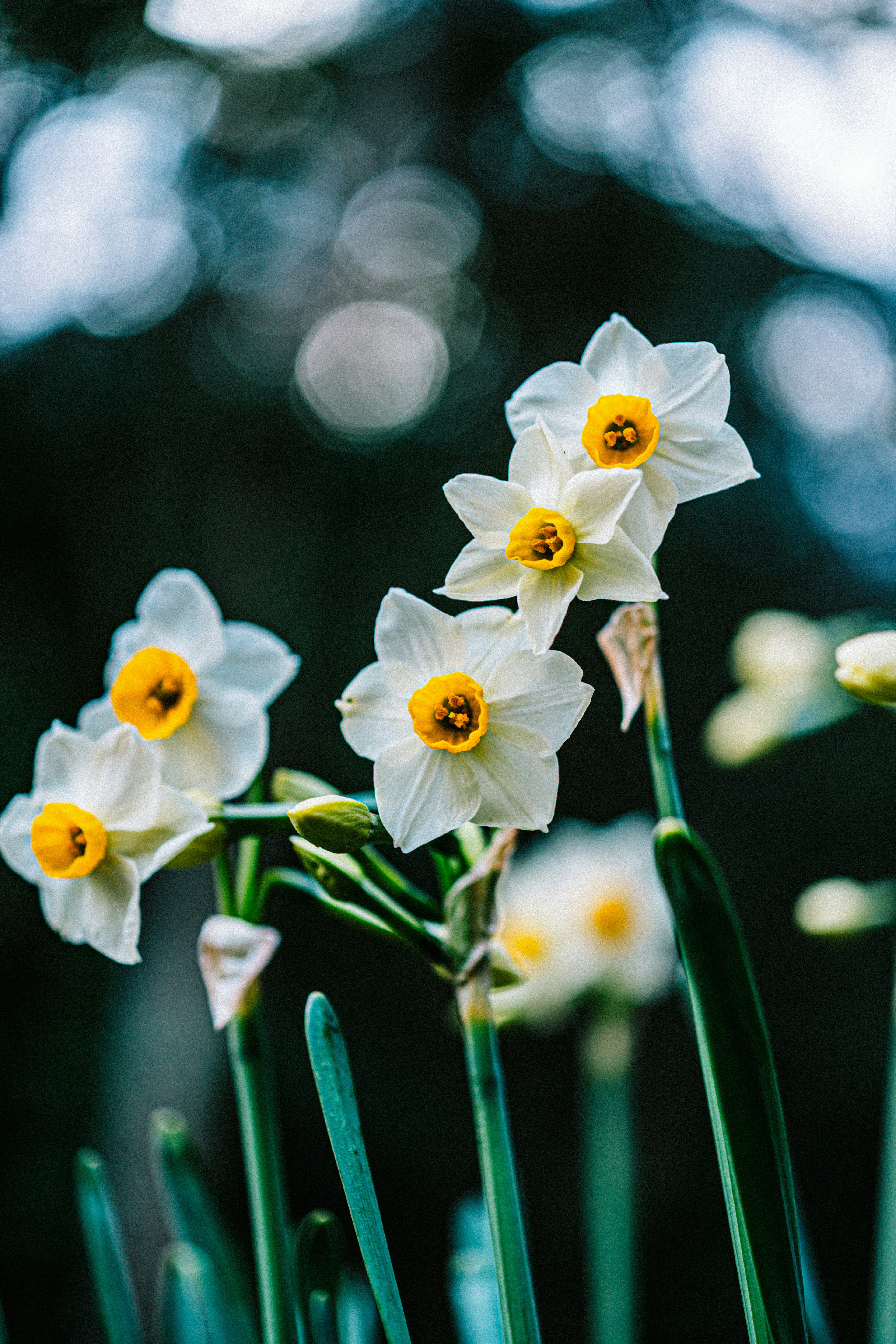 Racimo de narcisos blancos con centros amarillos sobre fondo borroso