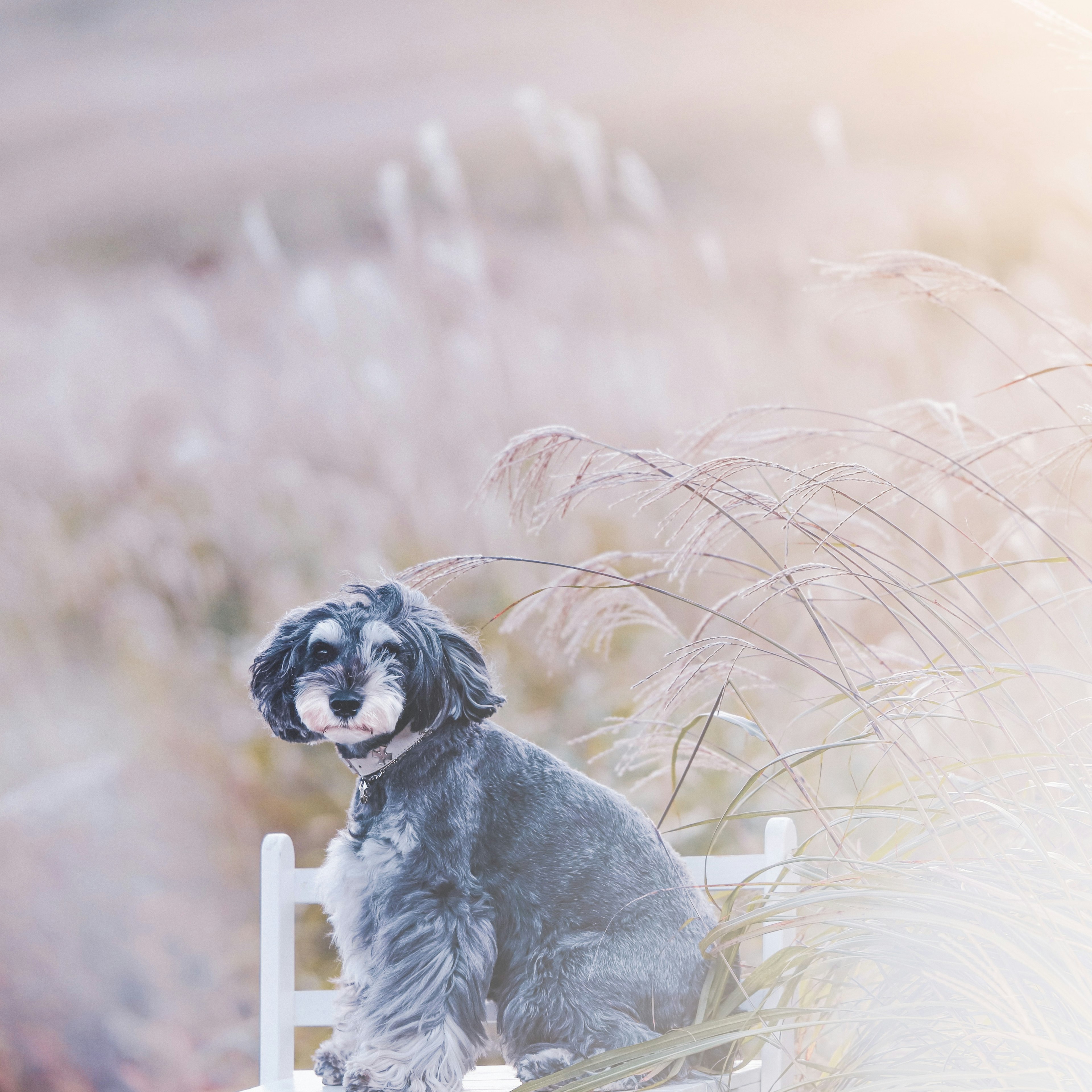 Ein schwarzer Hund sitzt auf einem weißen Stuhl inmitten von sanftem Gras