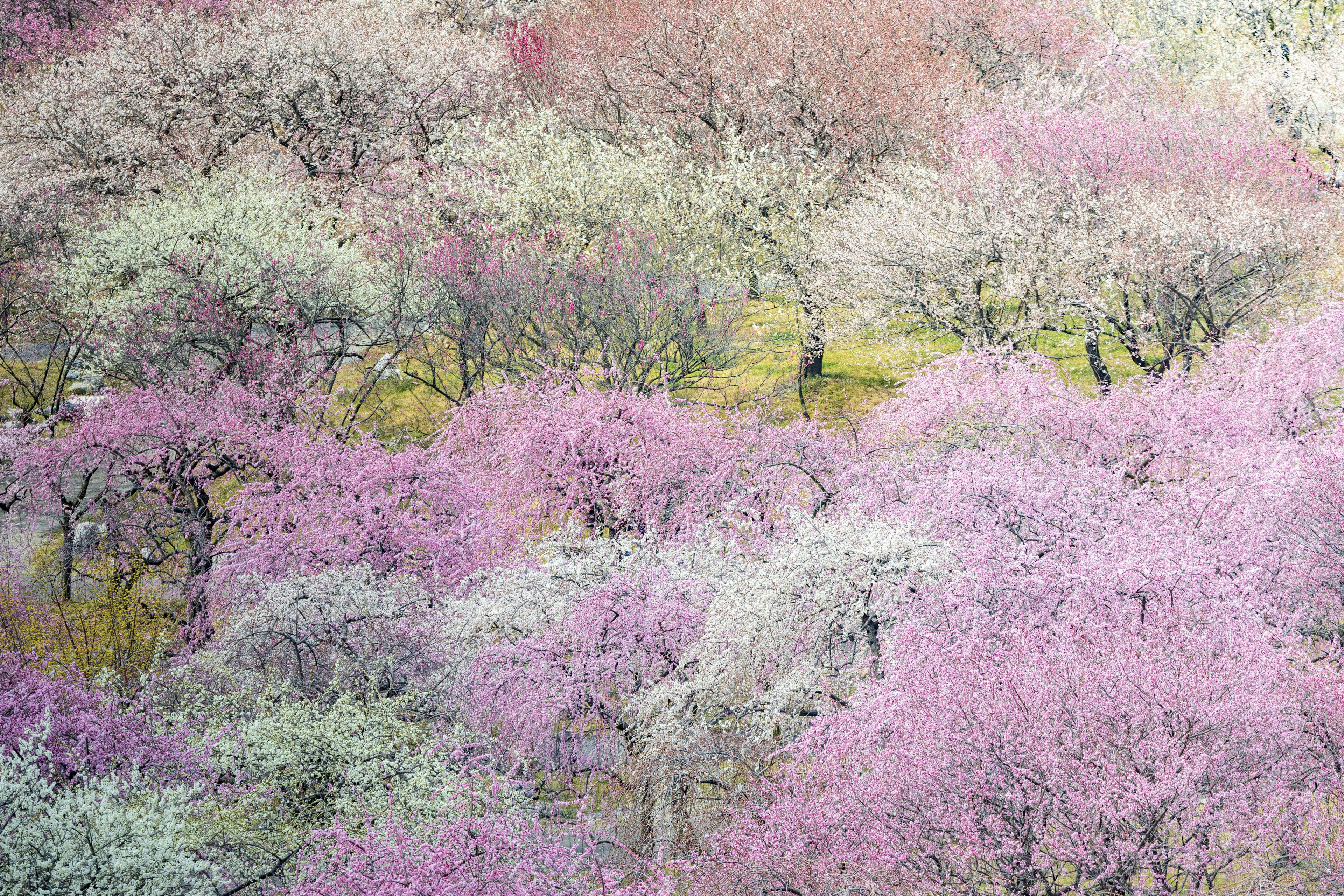 Vibrant landscape of cherry blossom trees in full bloom