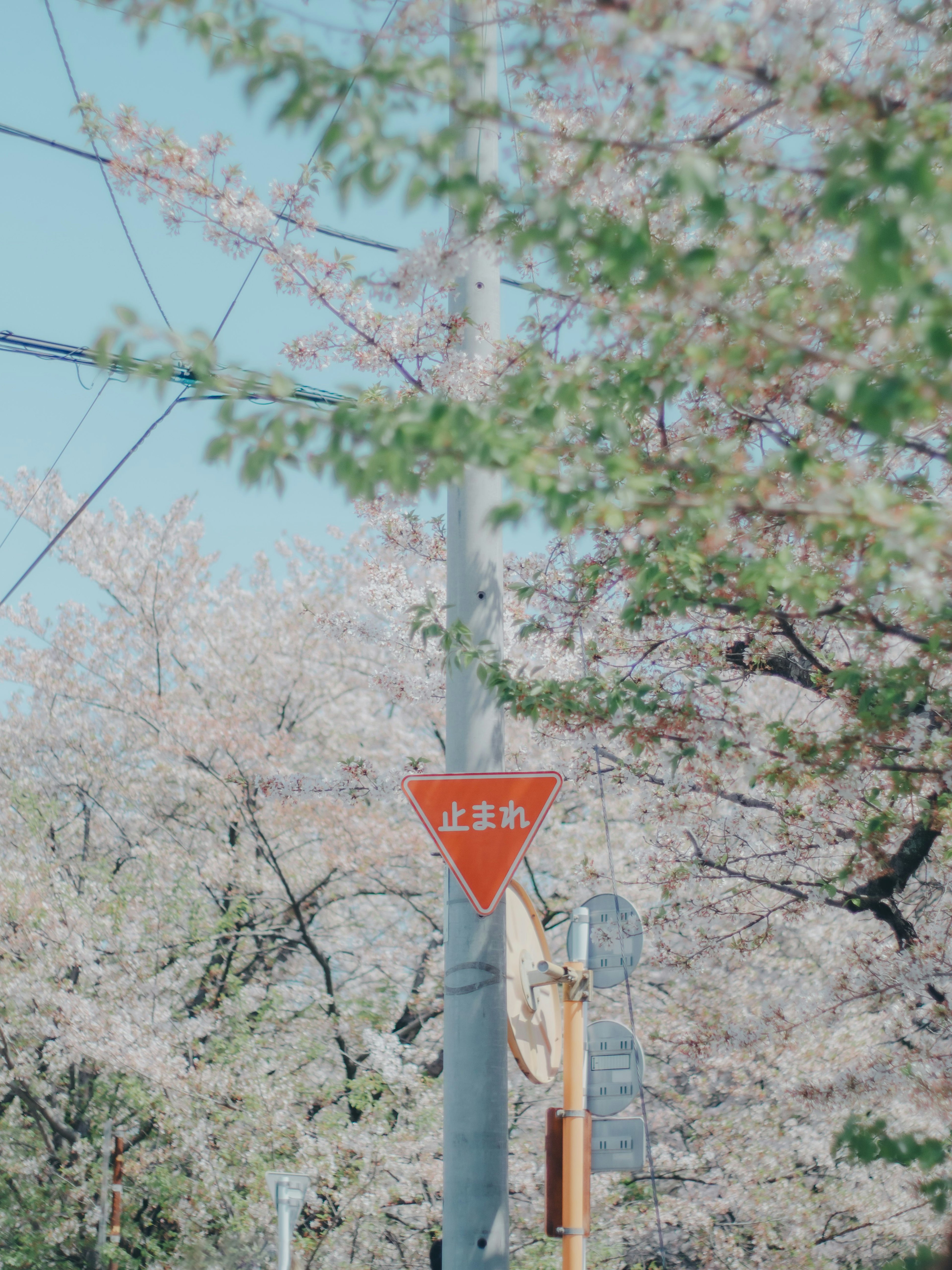 Panneau de circulation entouré d'arbres en fleurs de cerisier