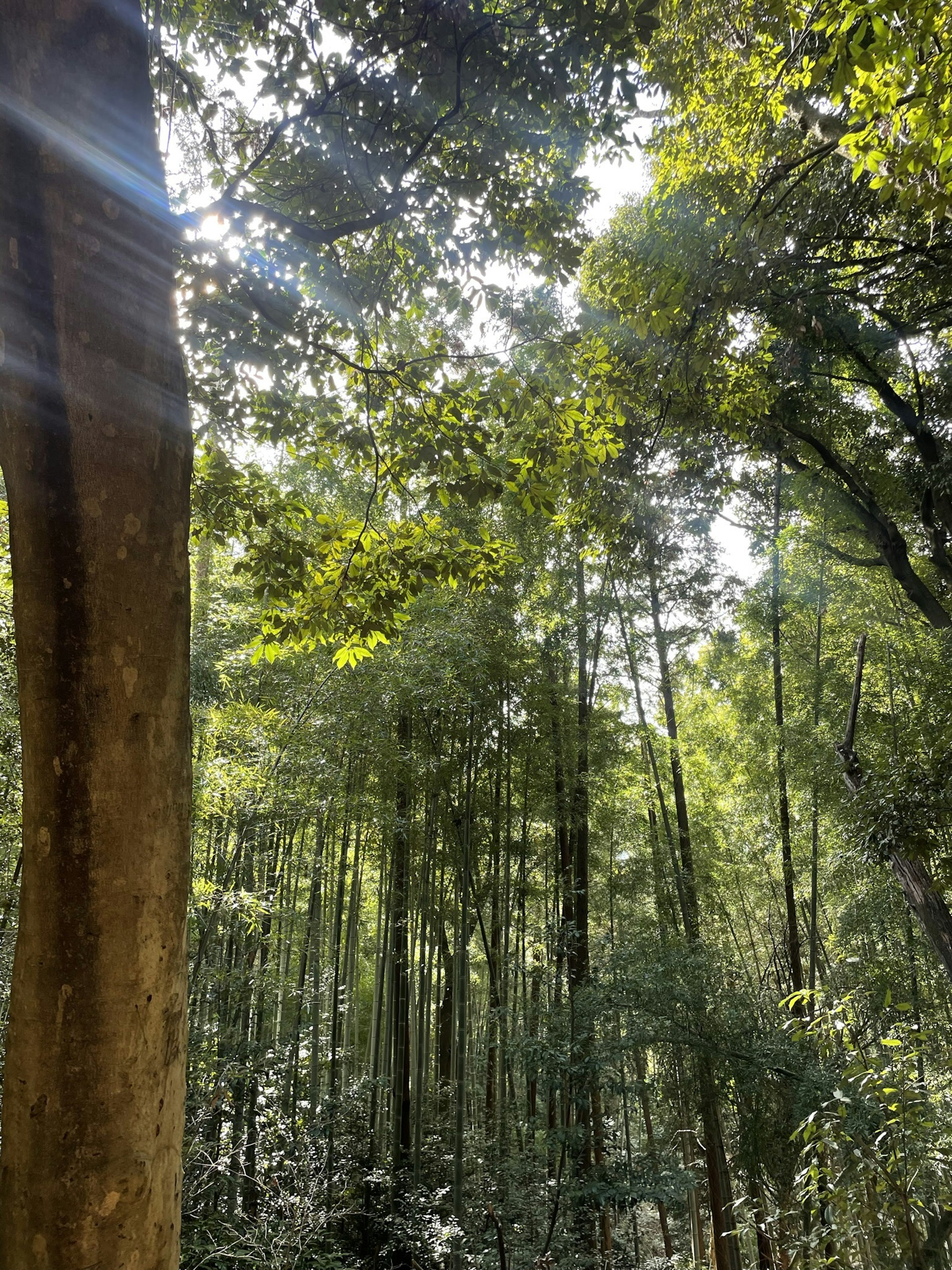 Luce solare che filtra attraverso alberi verdi lussureggianti in una foresta