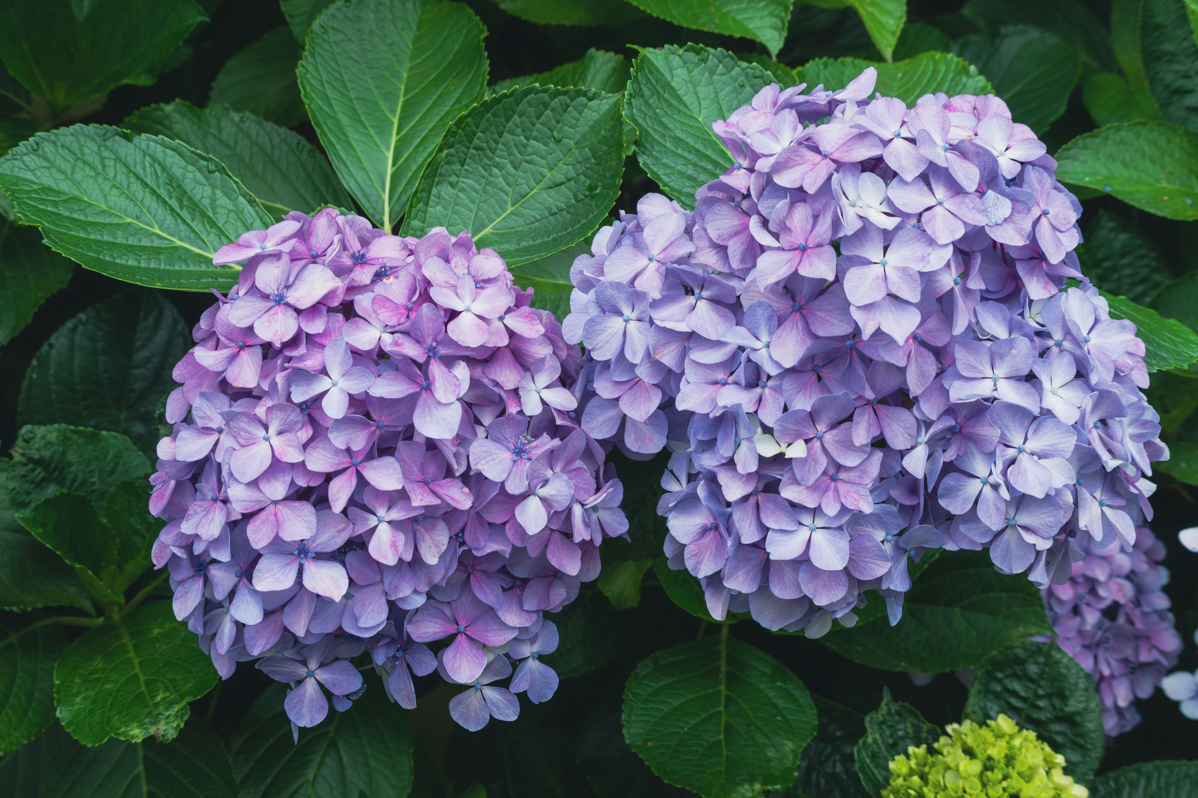 Grappoli di fiori di ortensia blu-viola circondati da foglie verdi