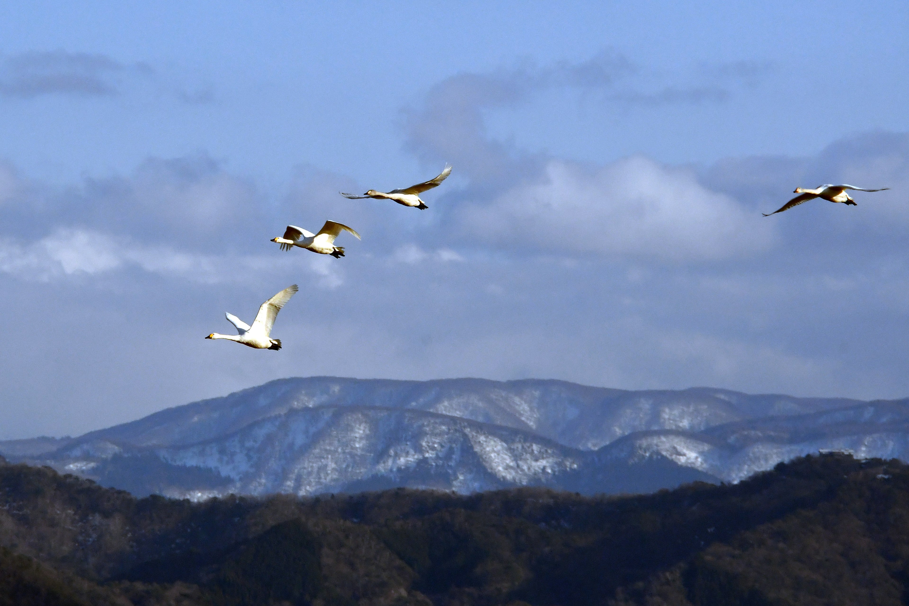 Cisnes volando sobre montañas nevadas