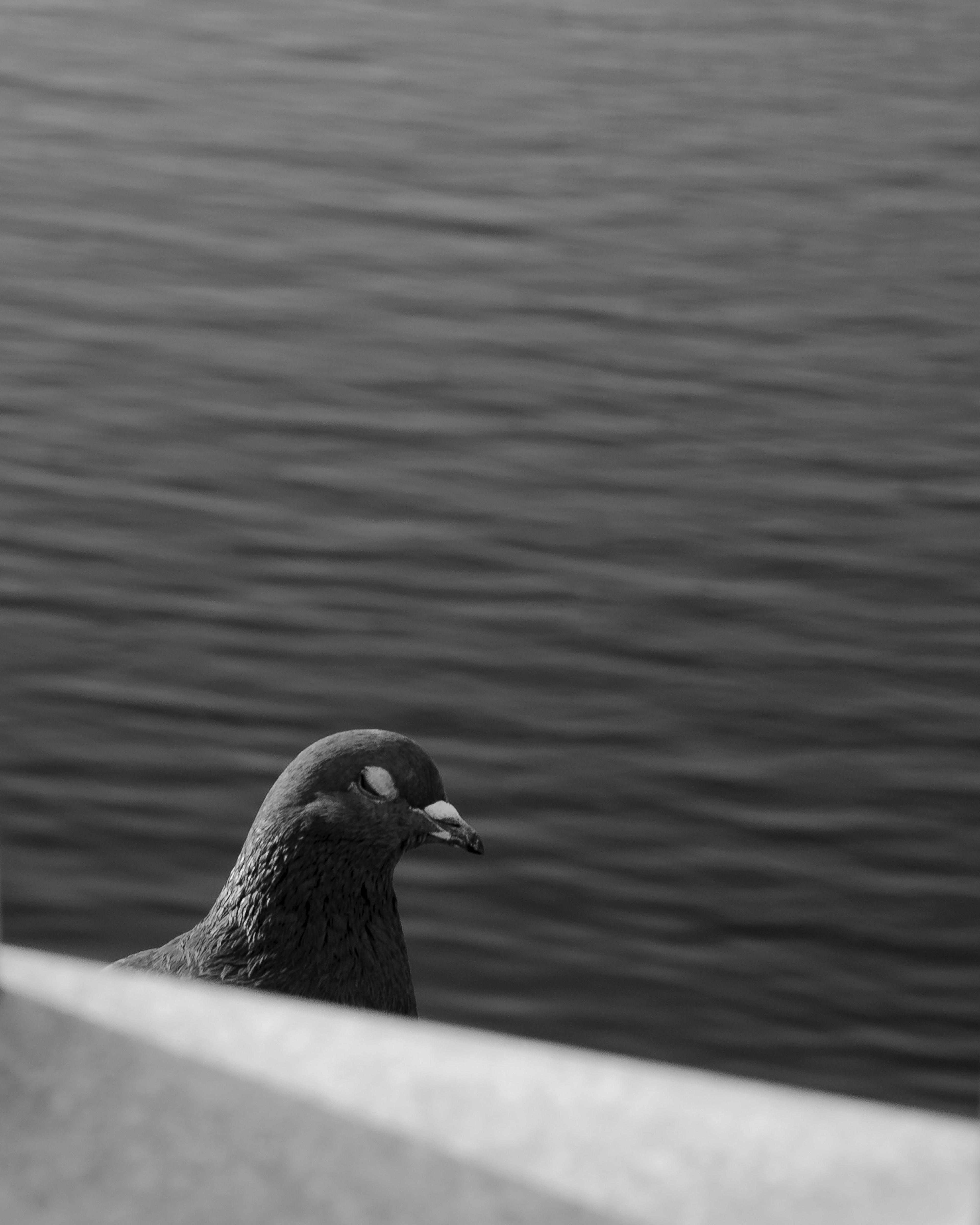 A side view of a black pigeon near the water