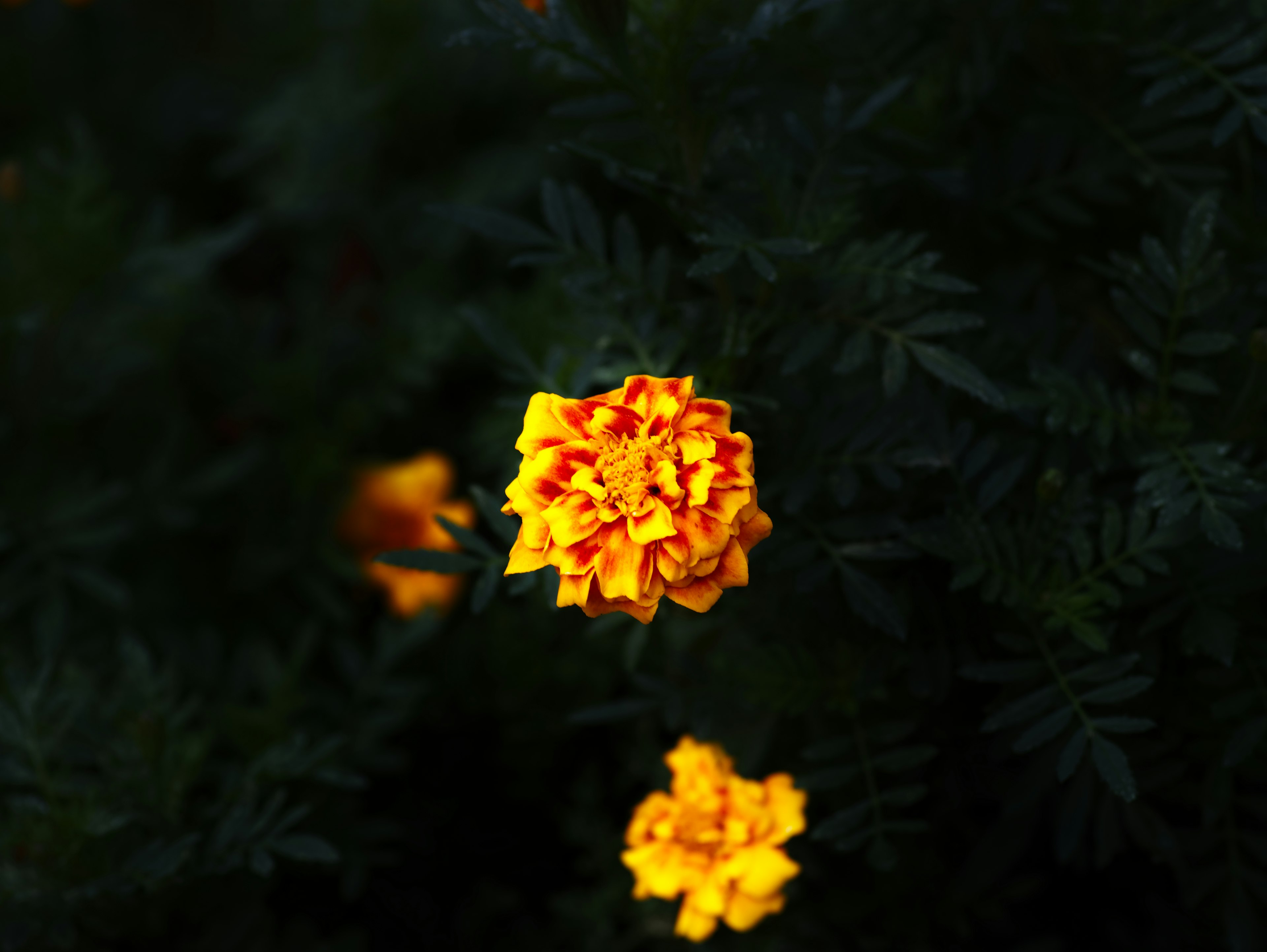 Fiore di tagete giallo vibrante che fiorisce tra le foglie verdi