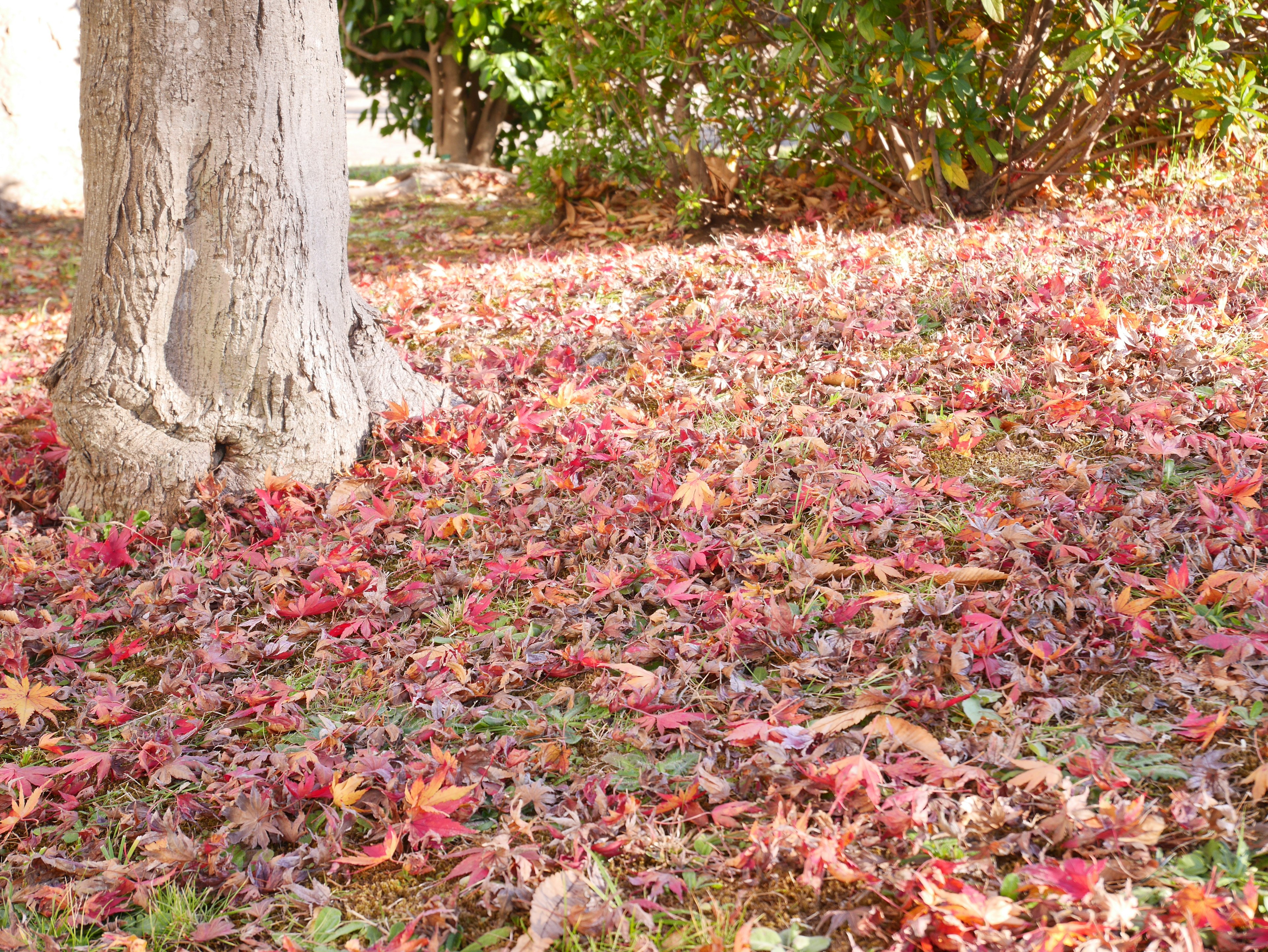 Feuilles tombées colorées couvrant le sol dans un parc