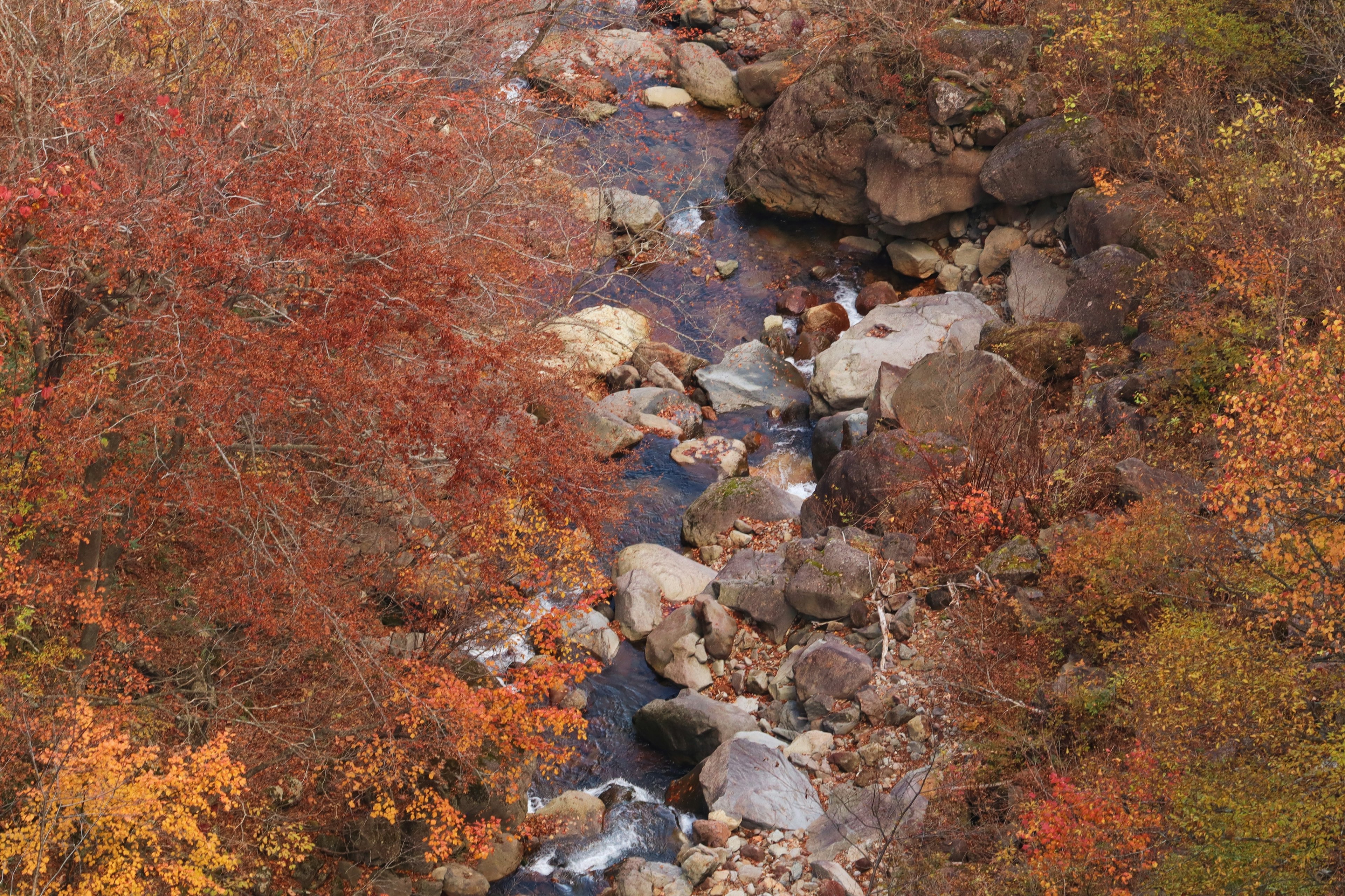 Malersicher Blick auf einen Bach umgeben von herbstlichem Laub und Steinen