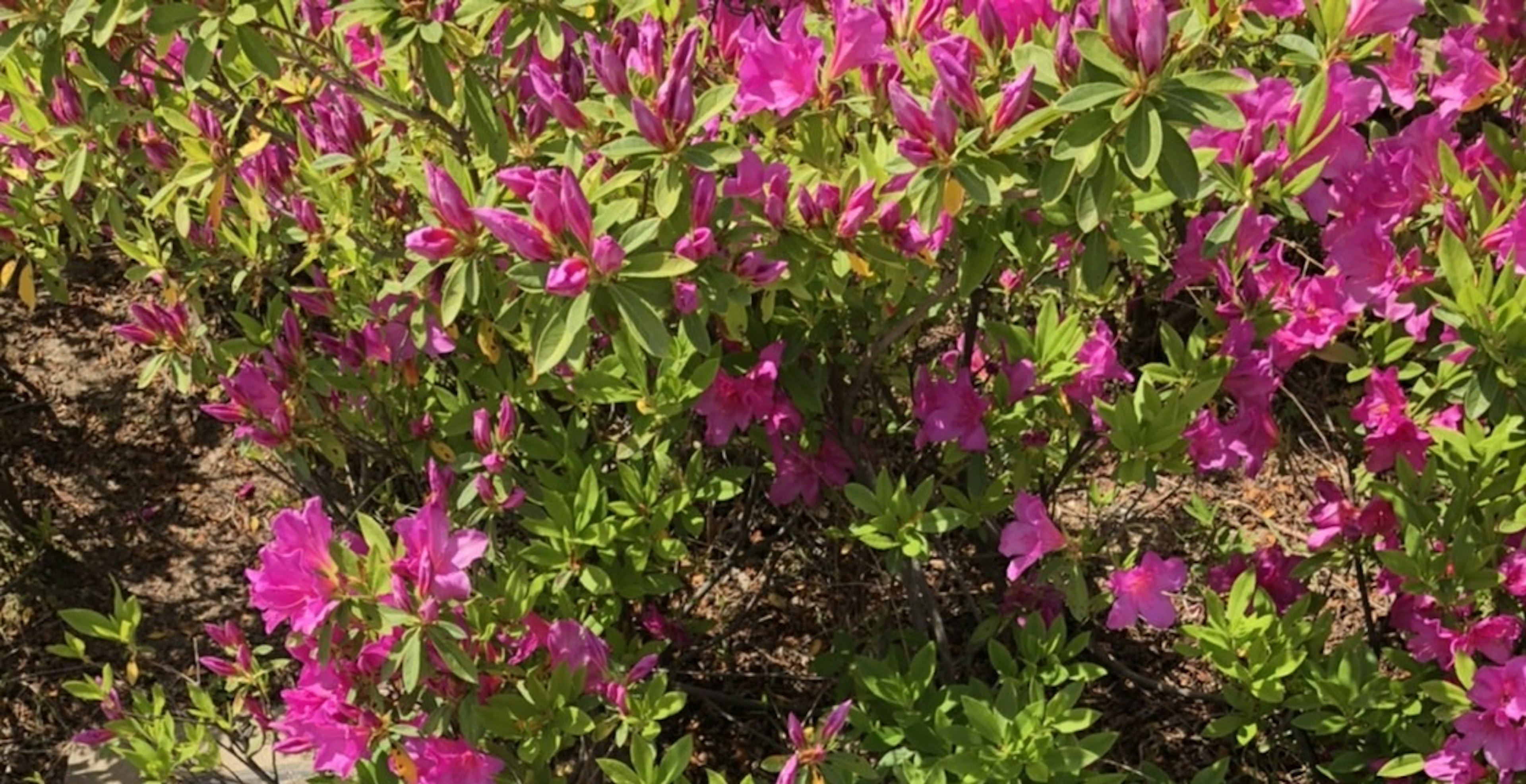 鮮やかなピンクの花々が咲く緑の植物の群生