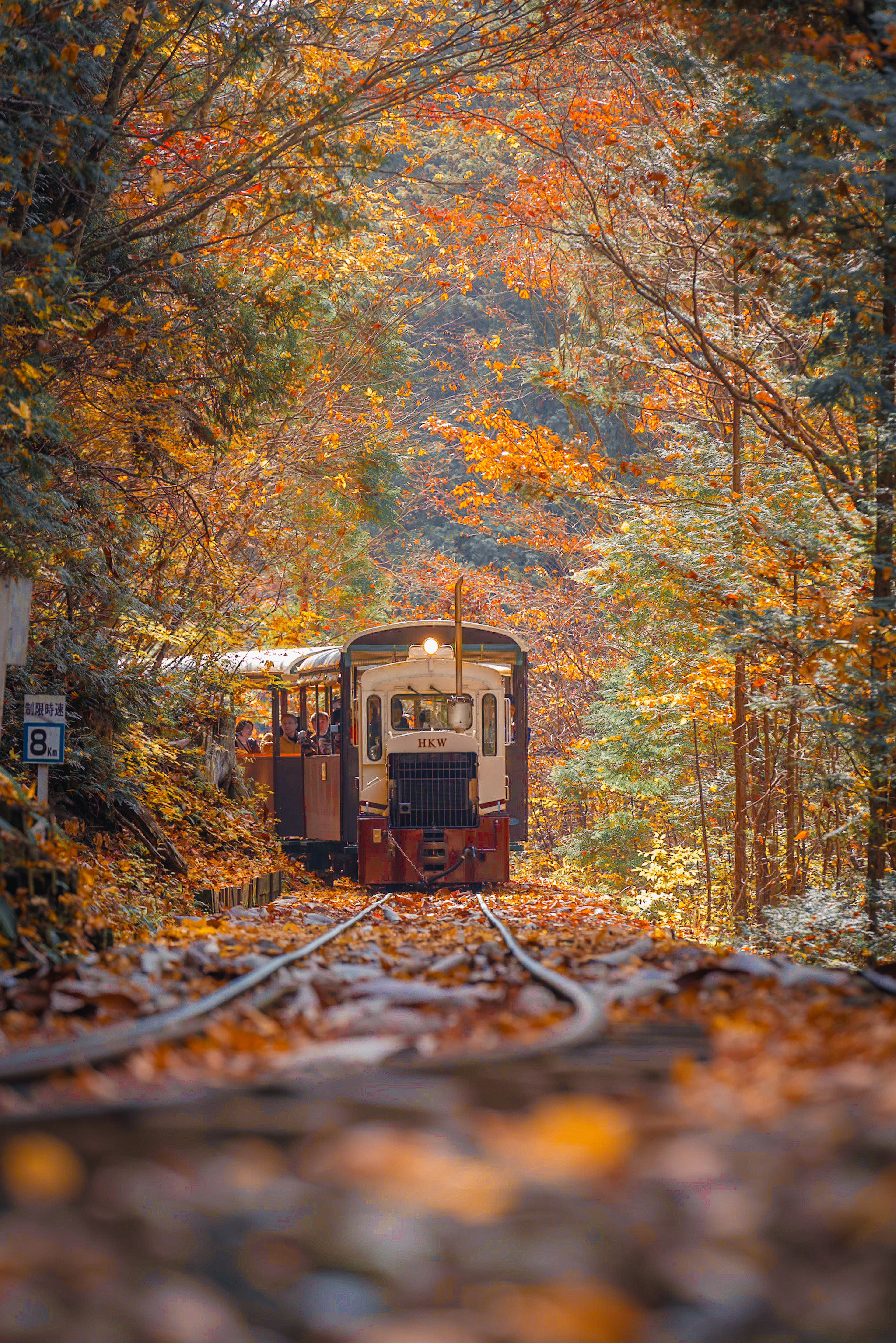 Train on a railway surrounded by autumn foliage