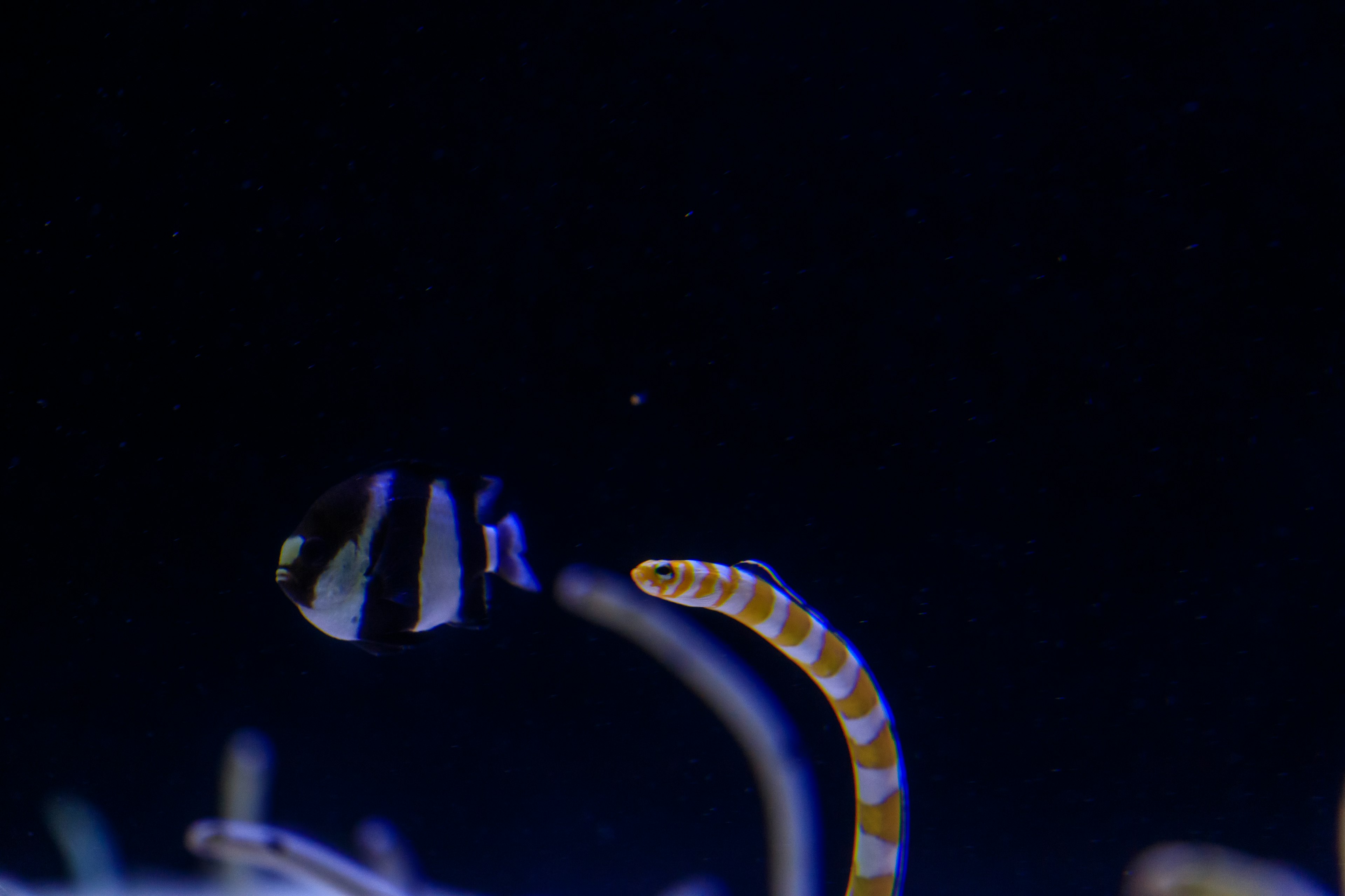 Striped fish and eel-like creature swimming in a blue background