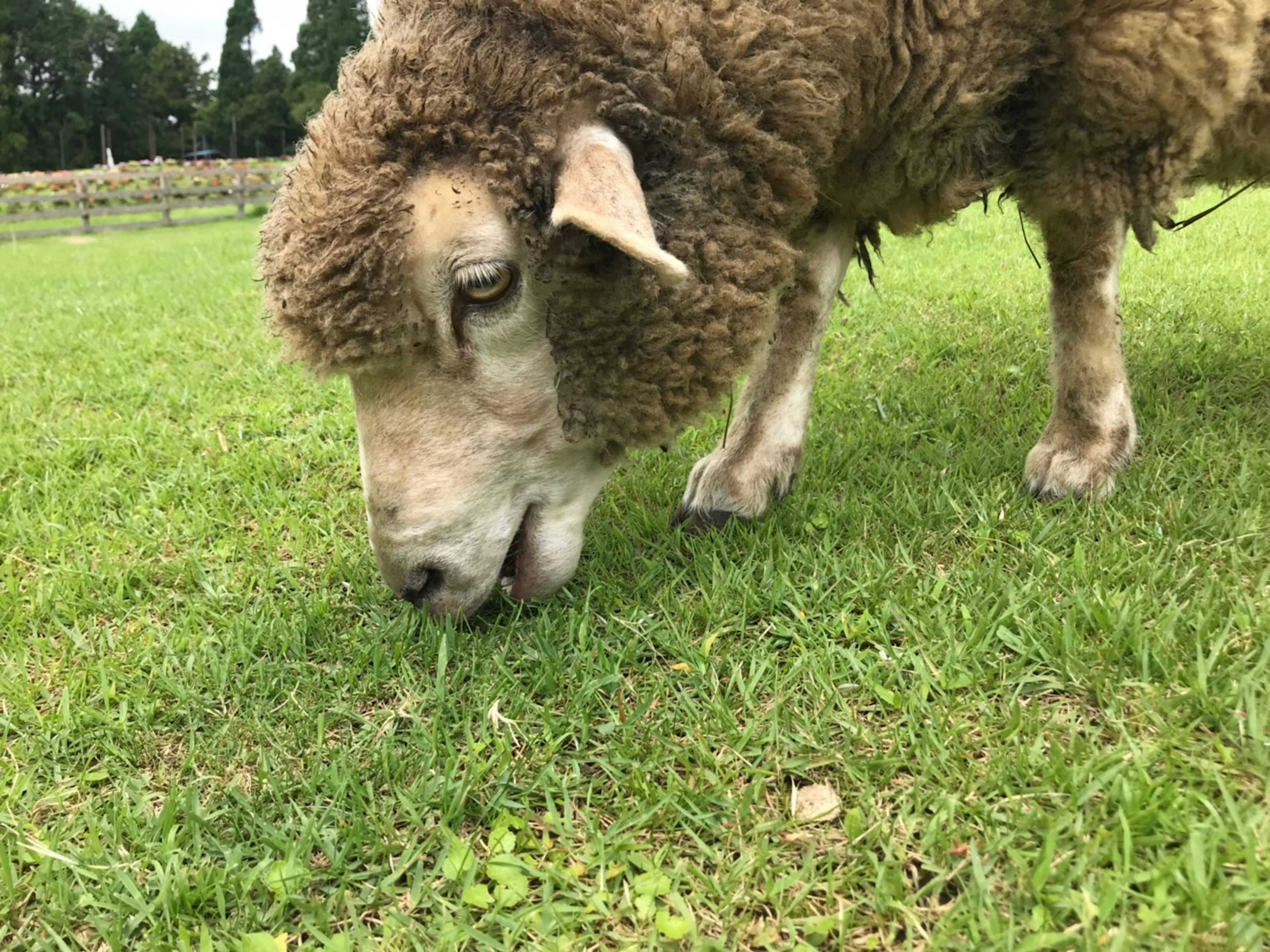 Gros plan sur un mouton broutant de l'herbe avec de la laine fluffy et une expression calme