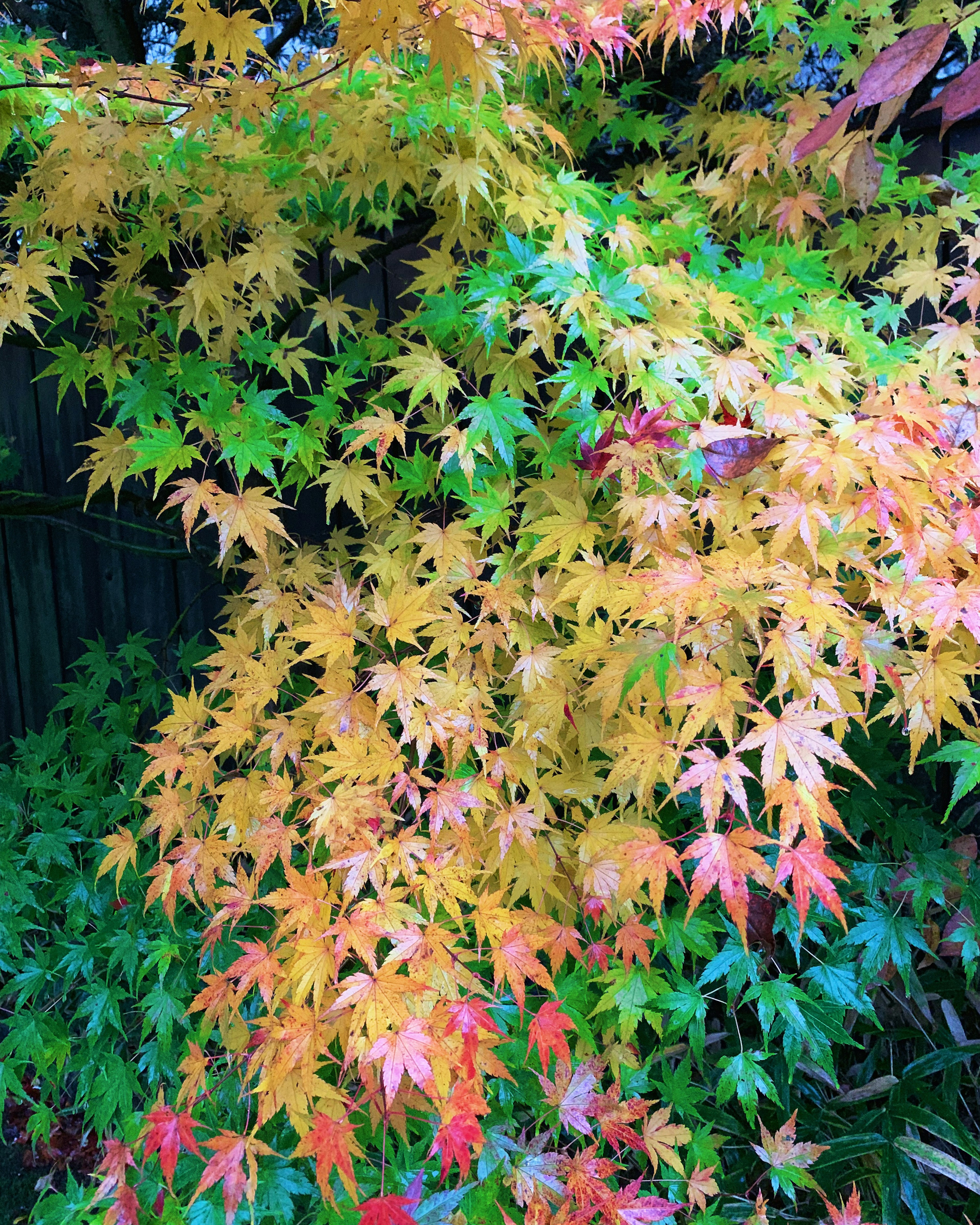 Vibrant maple leaves in various colors