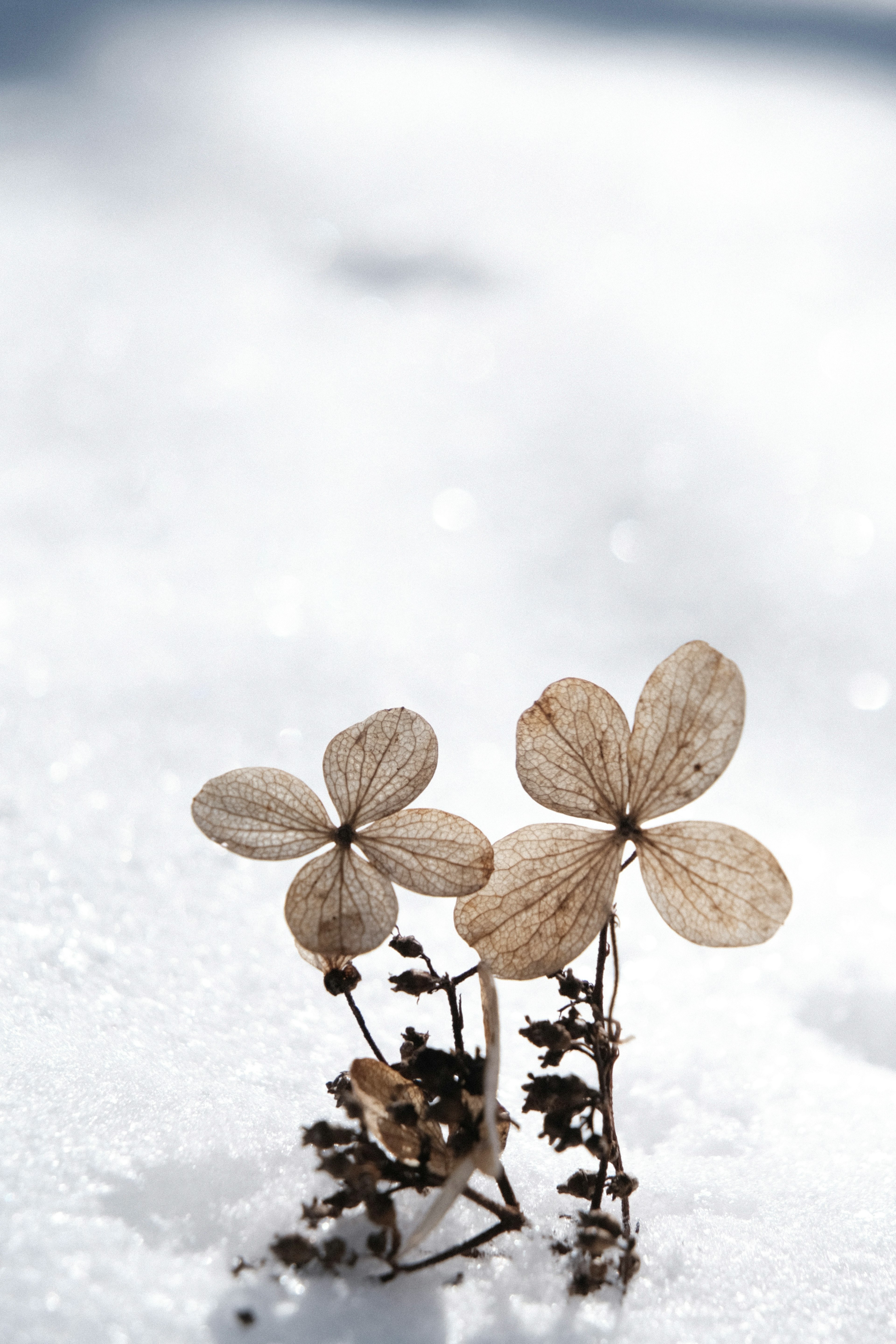 Primo piano di fiori secchi e foglie sulla neve