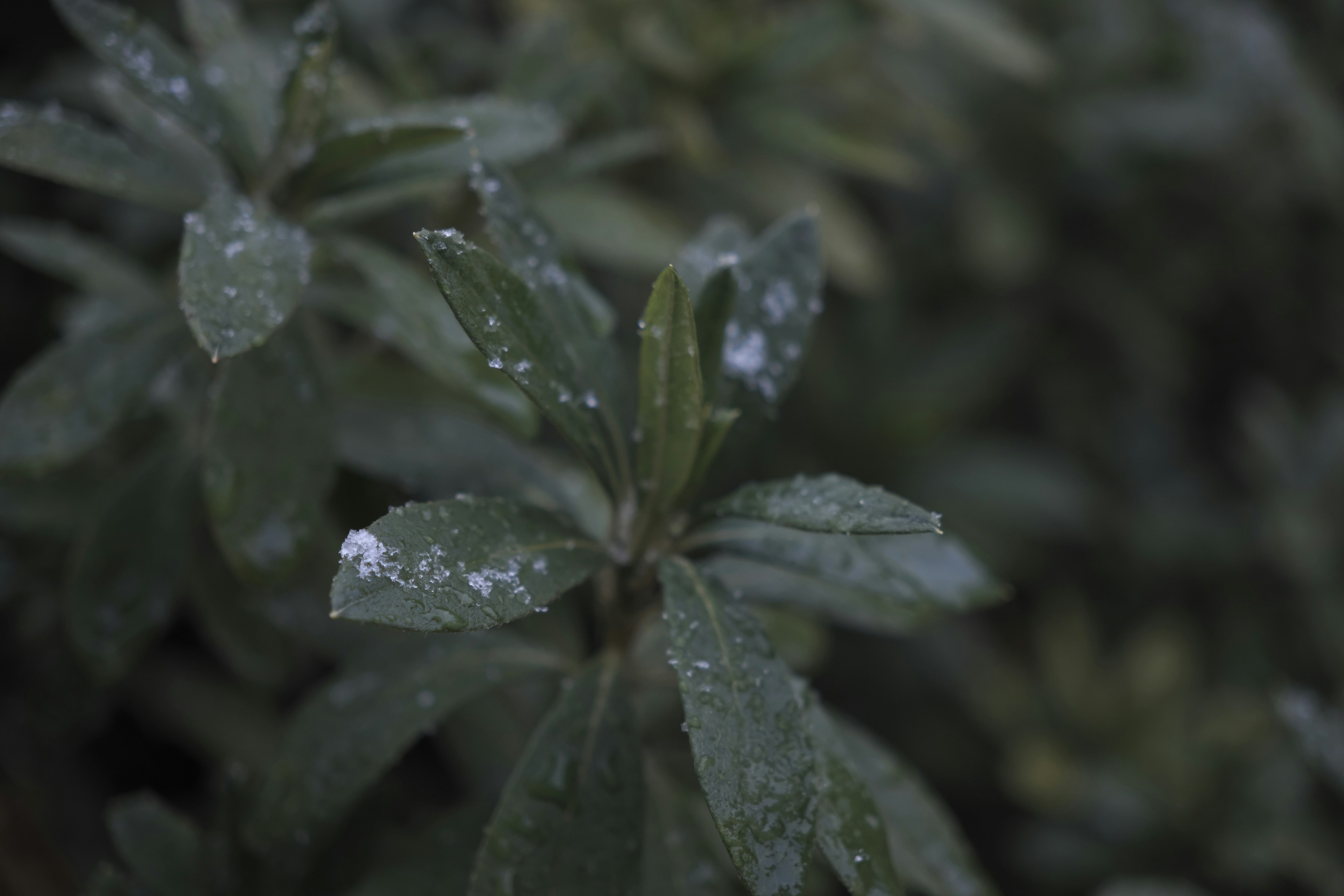 Nahaufnahme von grünen Blättern mit Frost