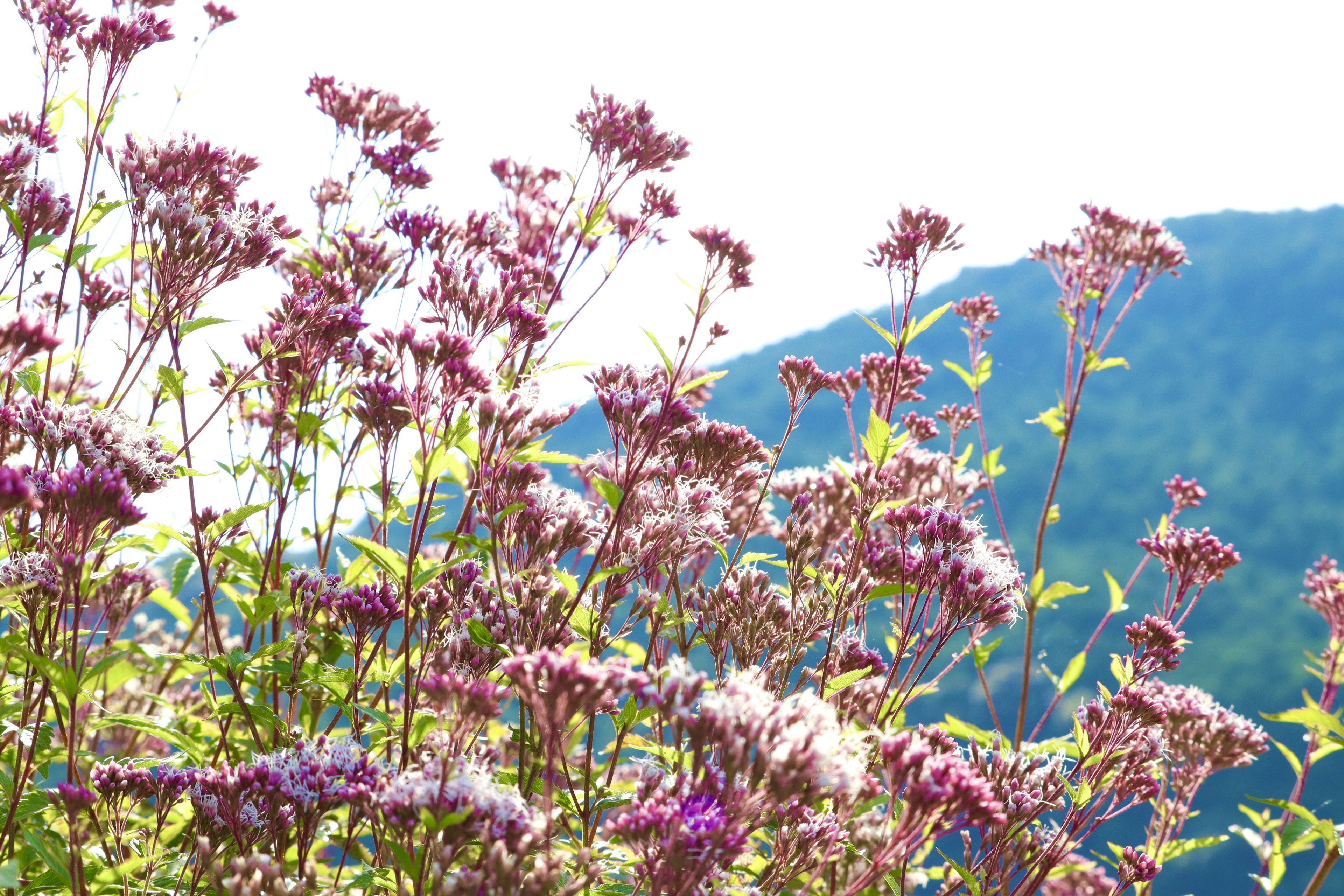 Fleurs violettes magnifiques avec un arrière-plan montagneux