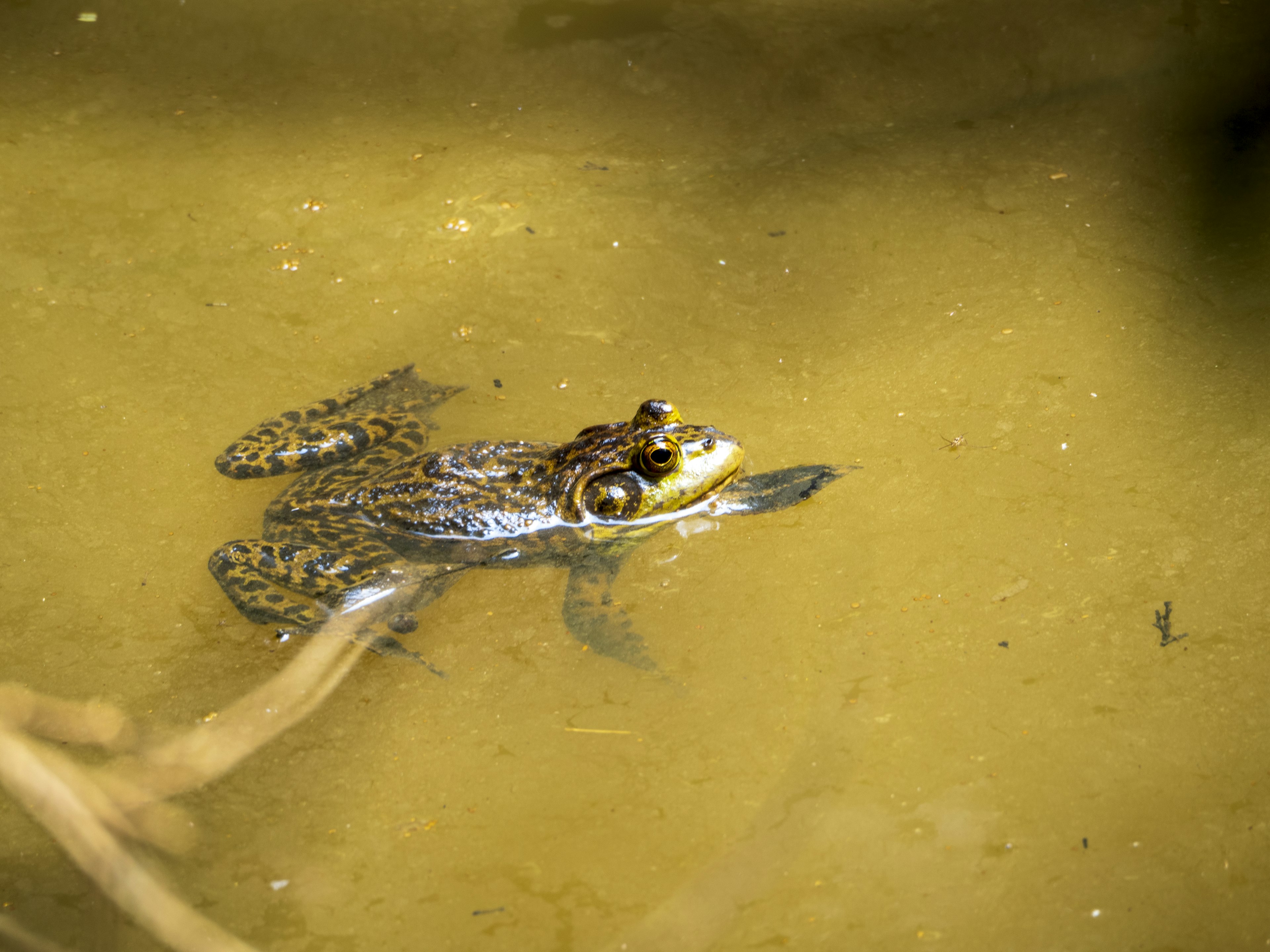 Una rana flotando en agua turbia