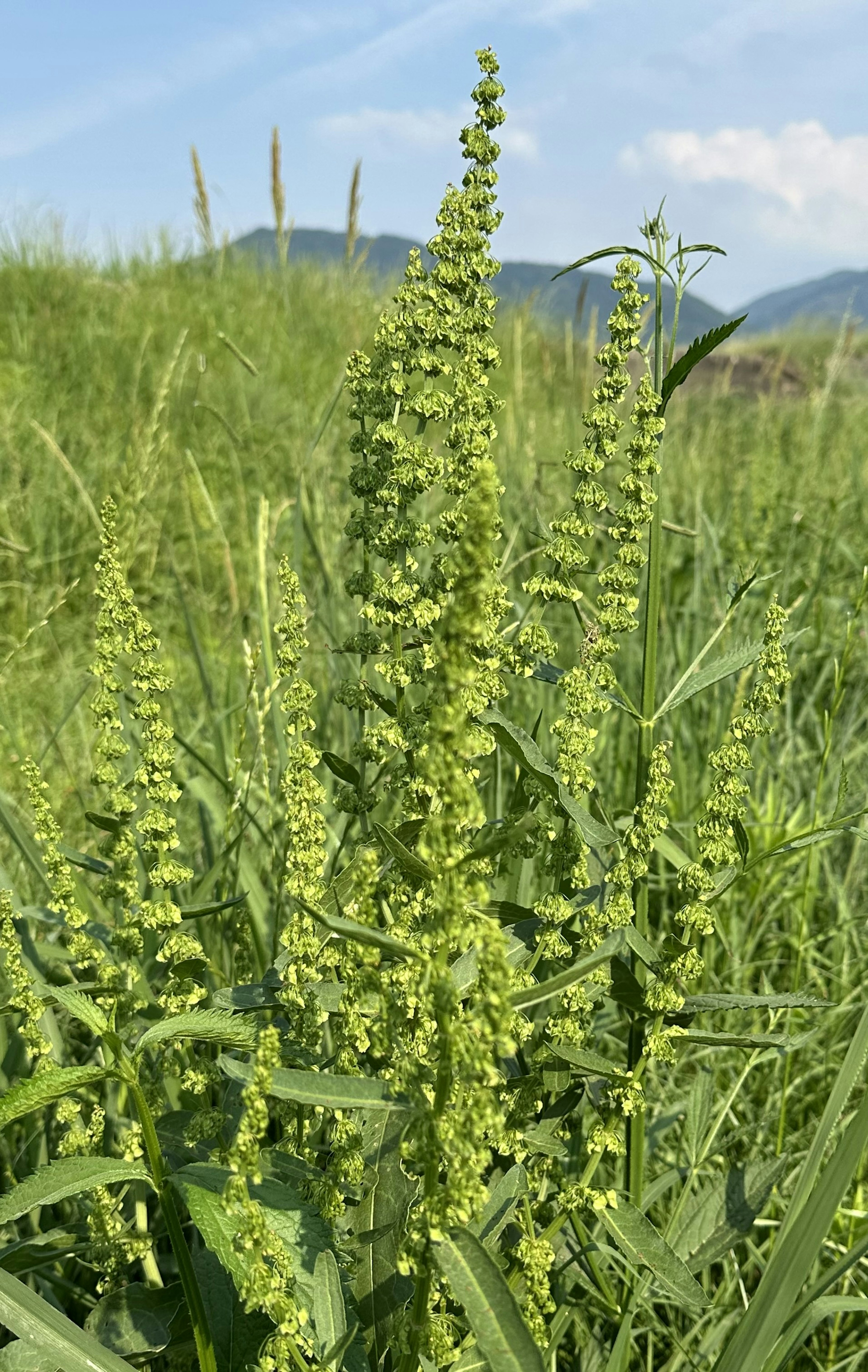 Planta alta verde con espigas florecidas en un campo de hierba